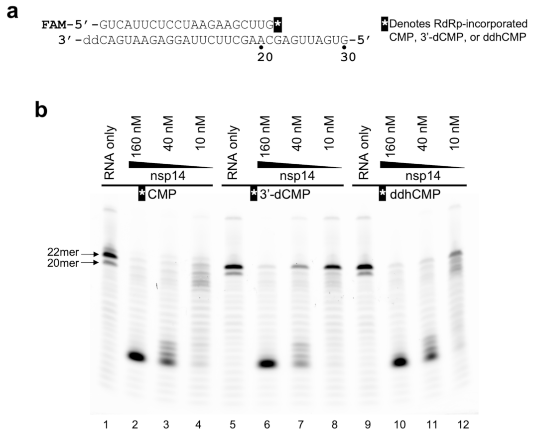 Viruses 14 01790 g004