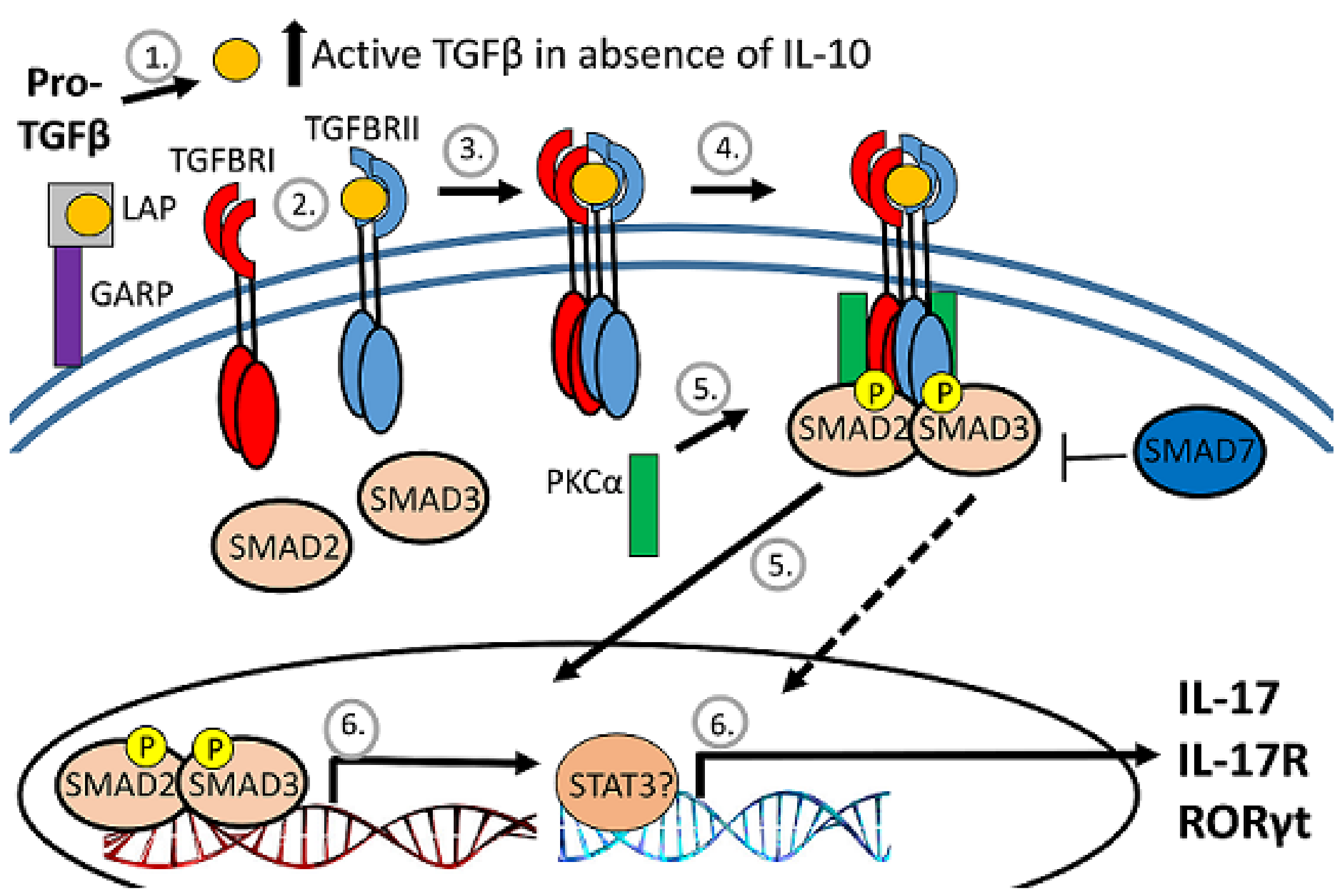 Viruses 14 01791 g004