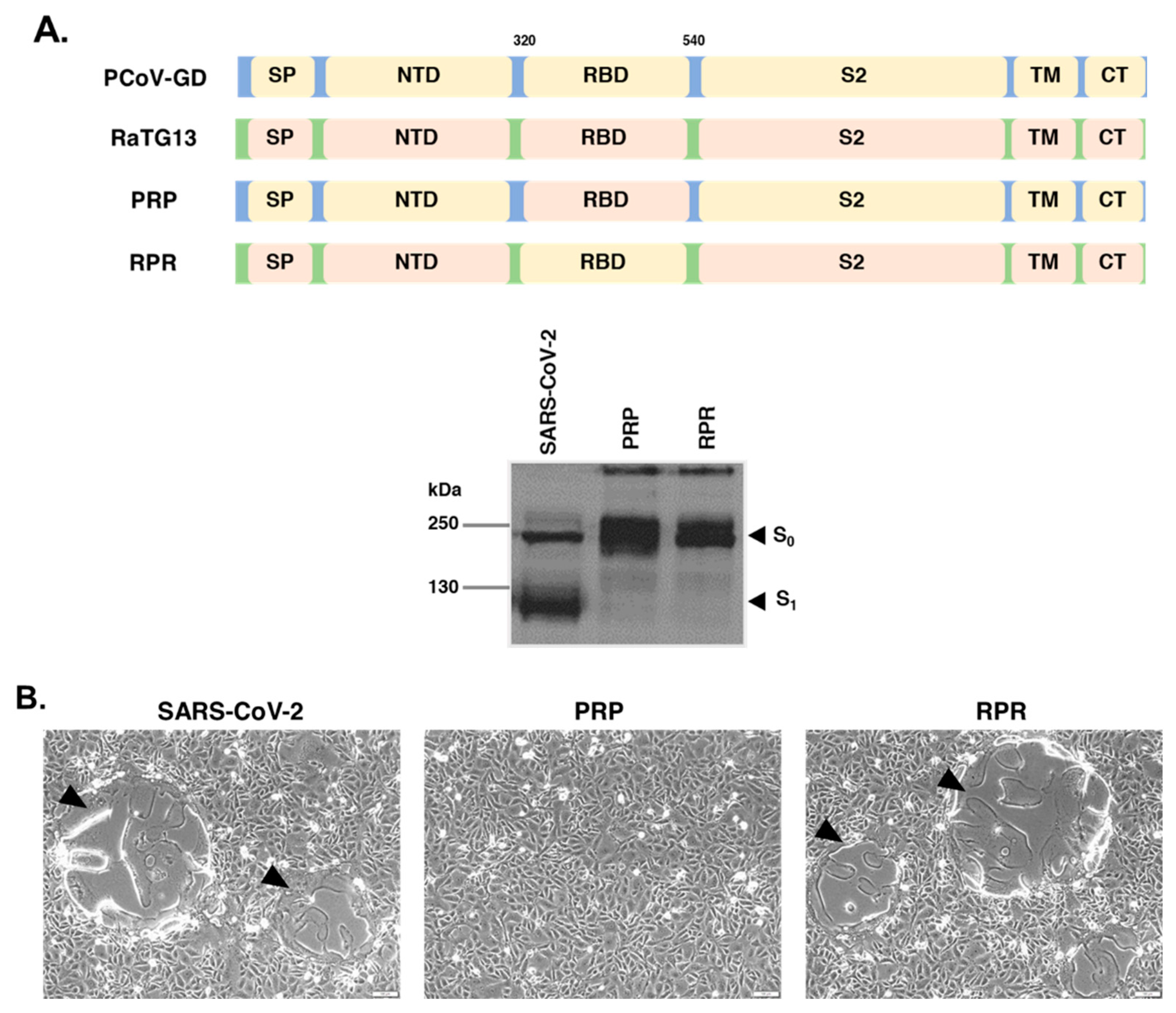 Viruses 14 01793 g002