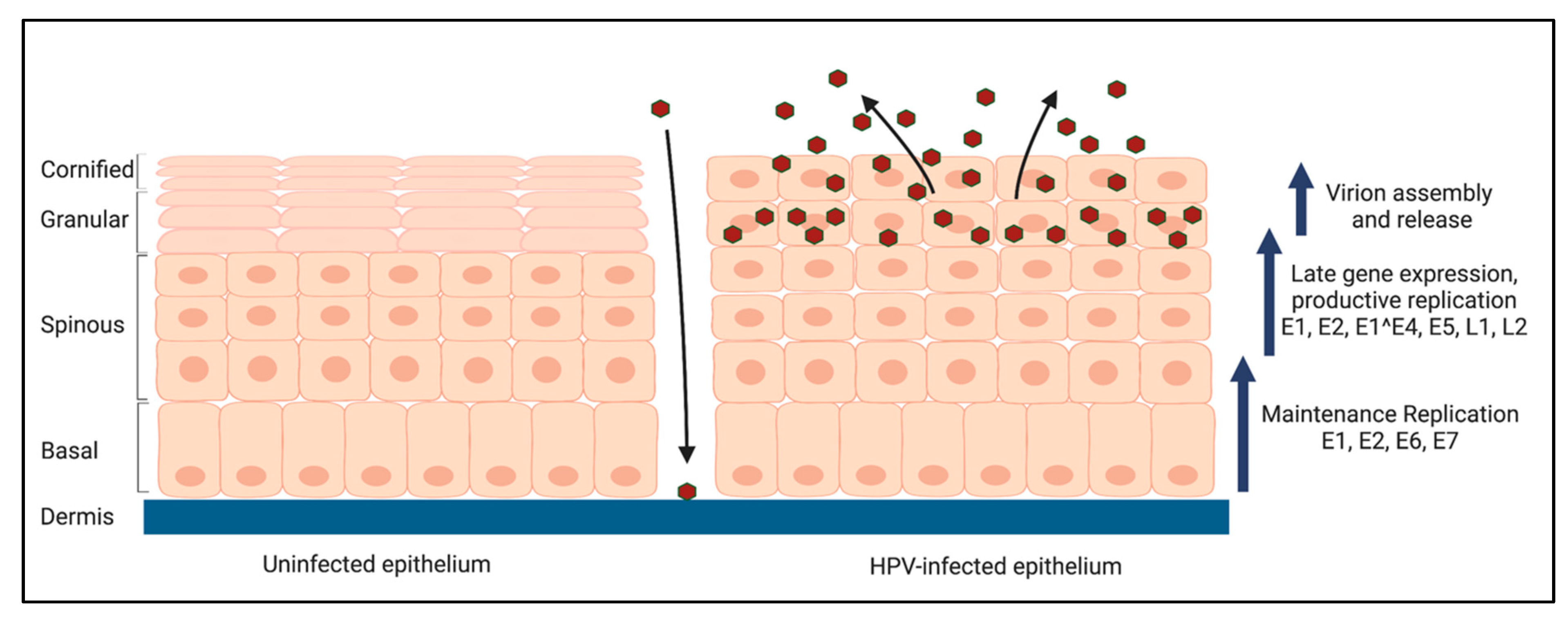 Viruses 14 01797 g002