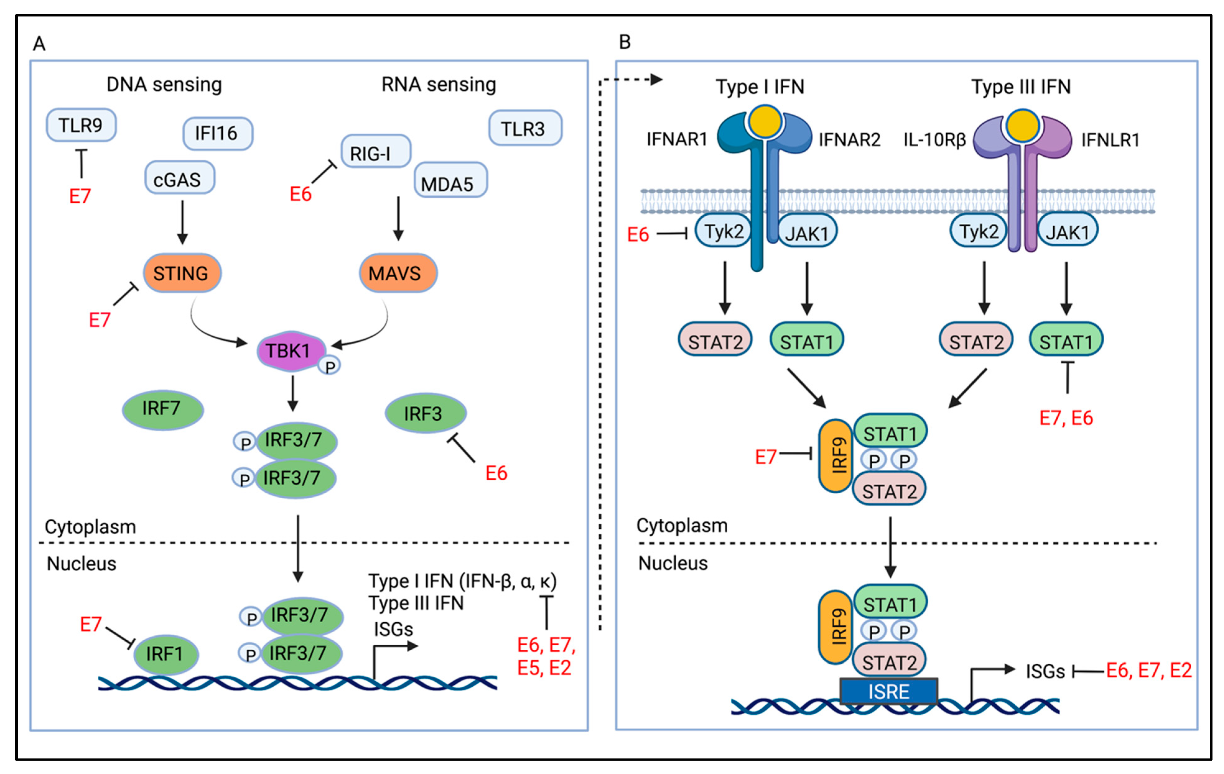 Viruses 14 01797 g003