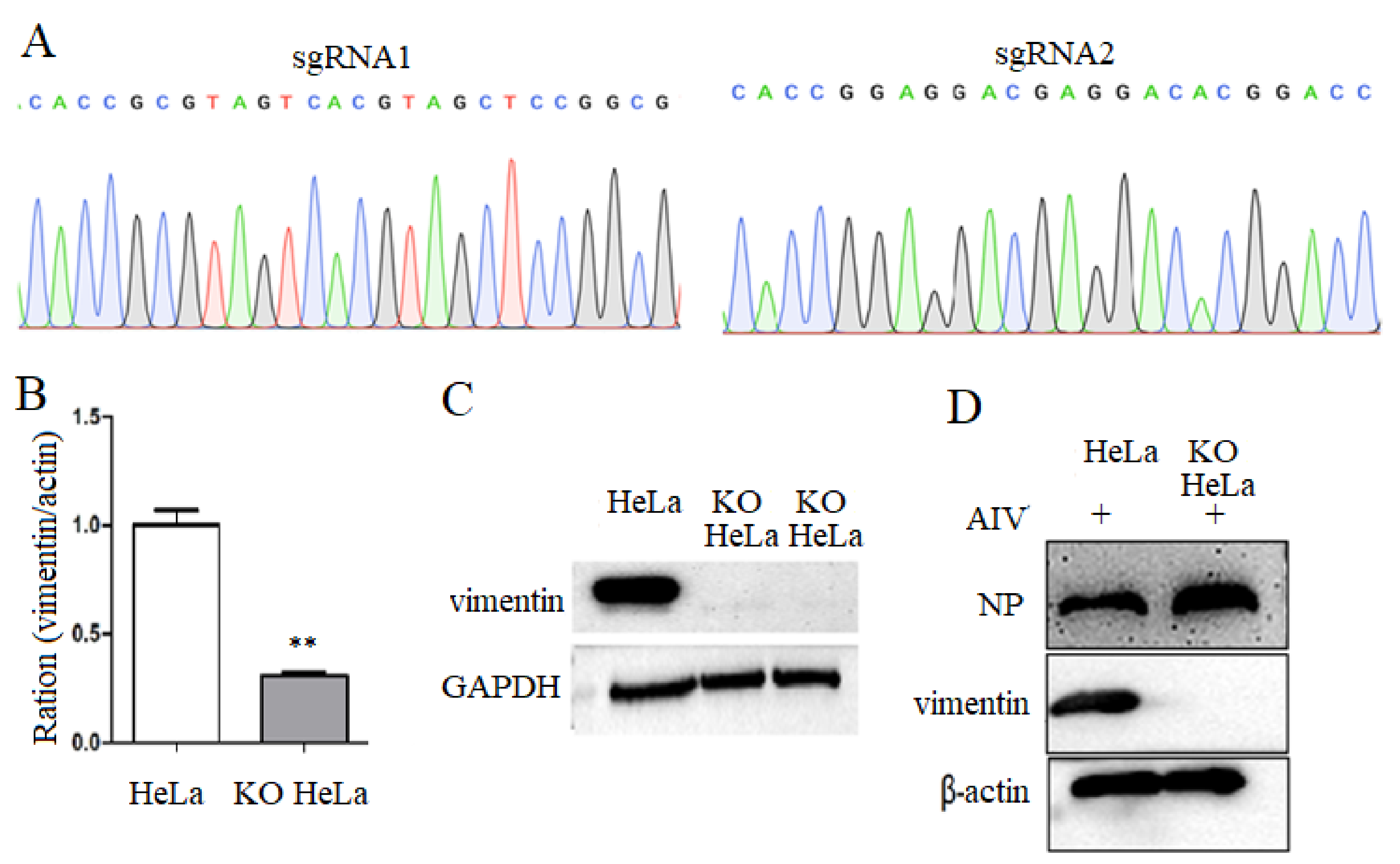 Viruses 14 01814 g001