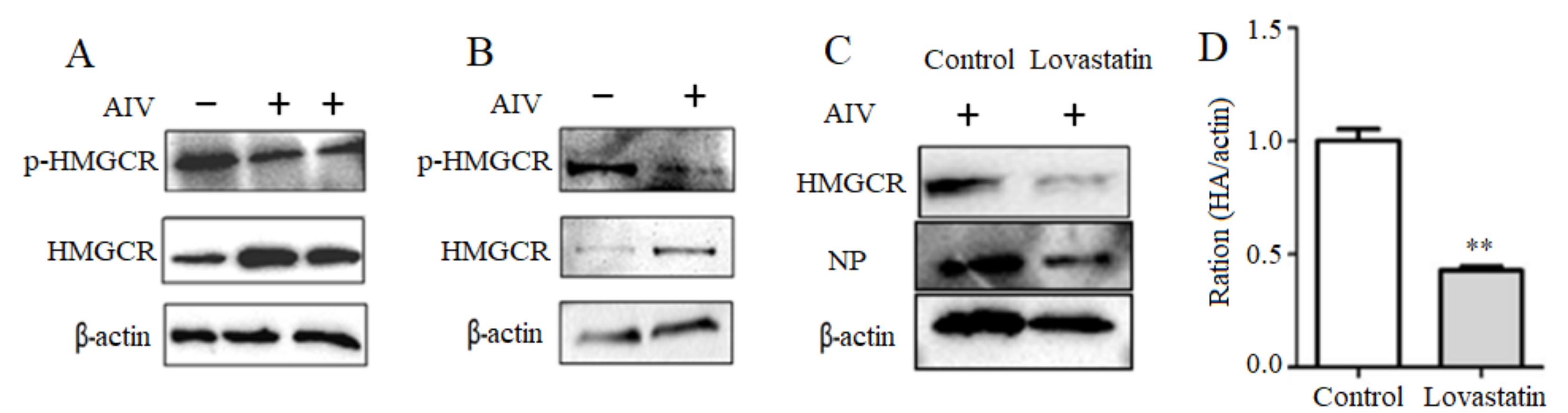 Viruses 14 01814 g003