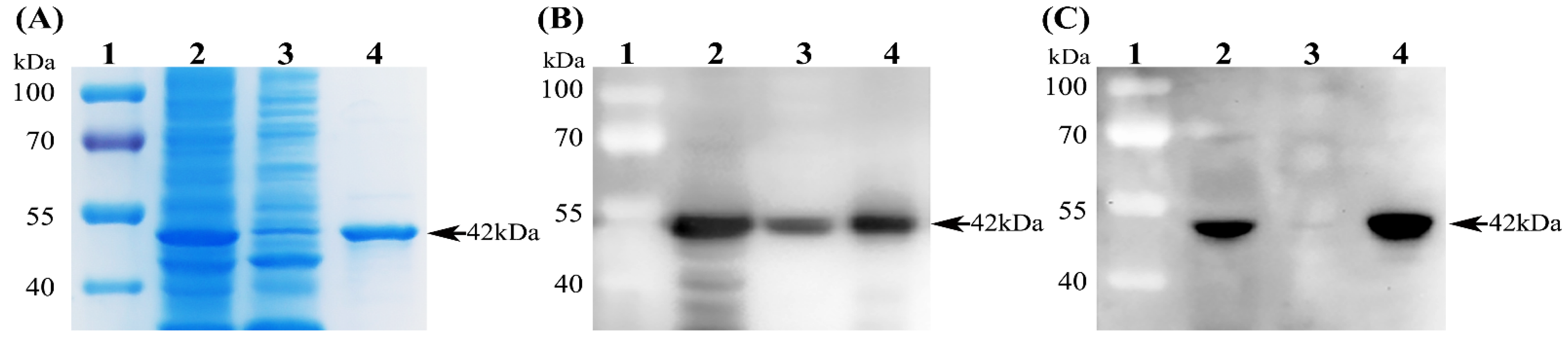 Viruses 14 01815 g001