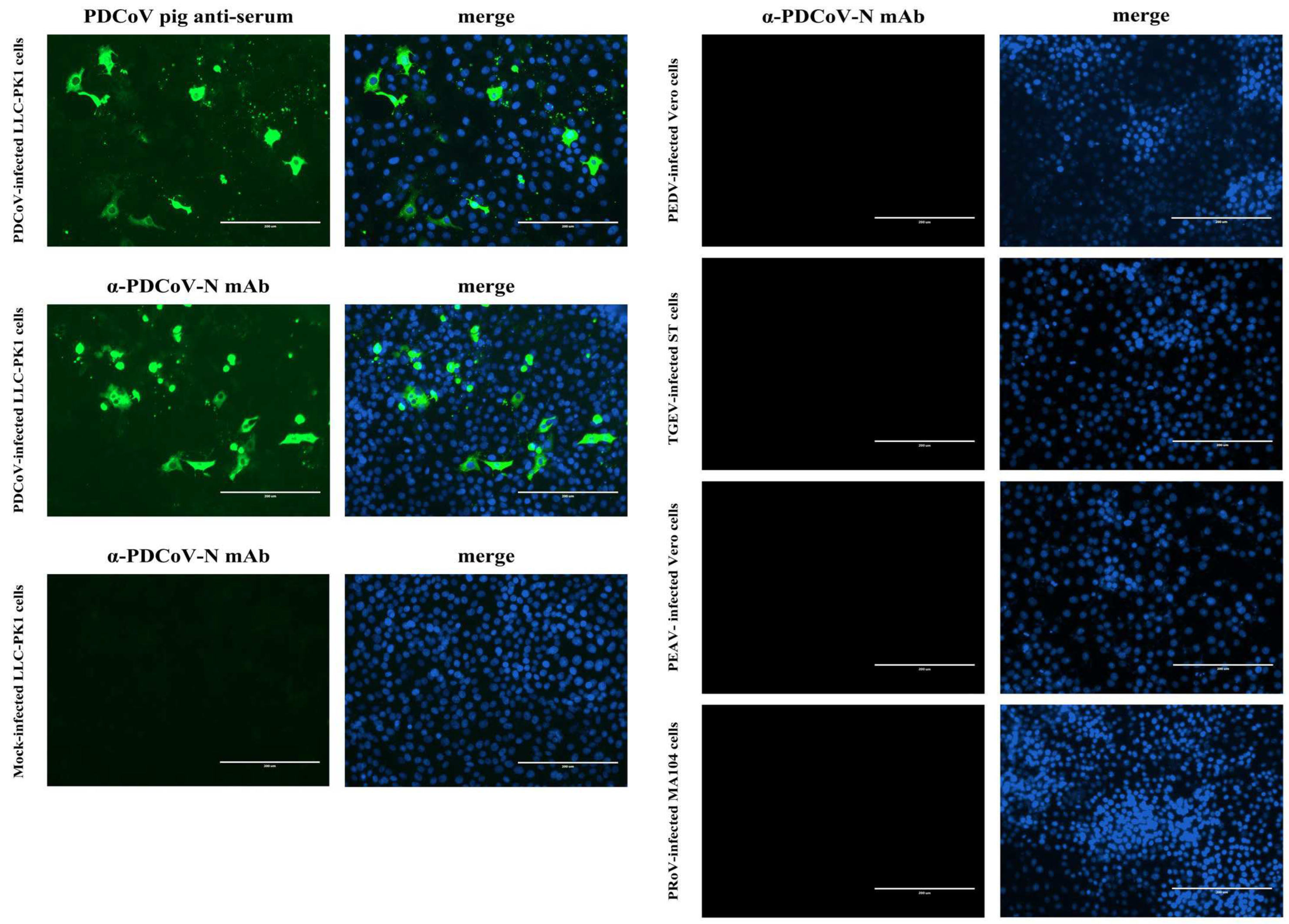 Viruses 14 01815 g004