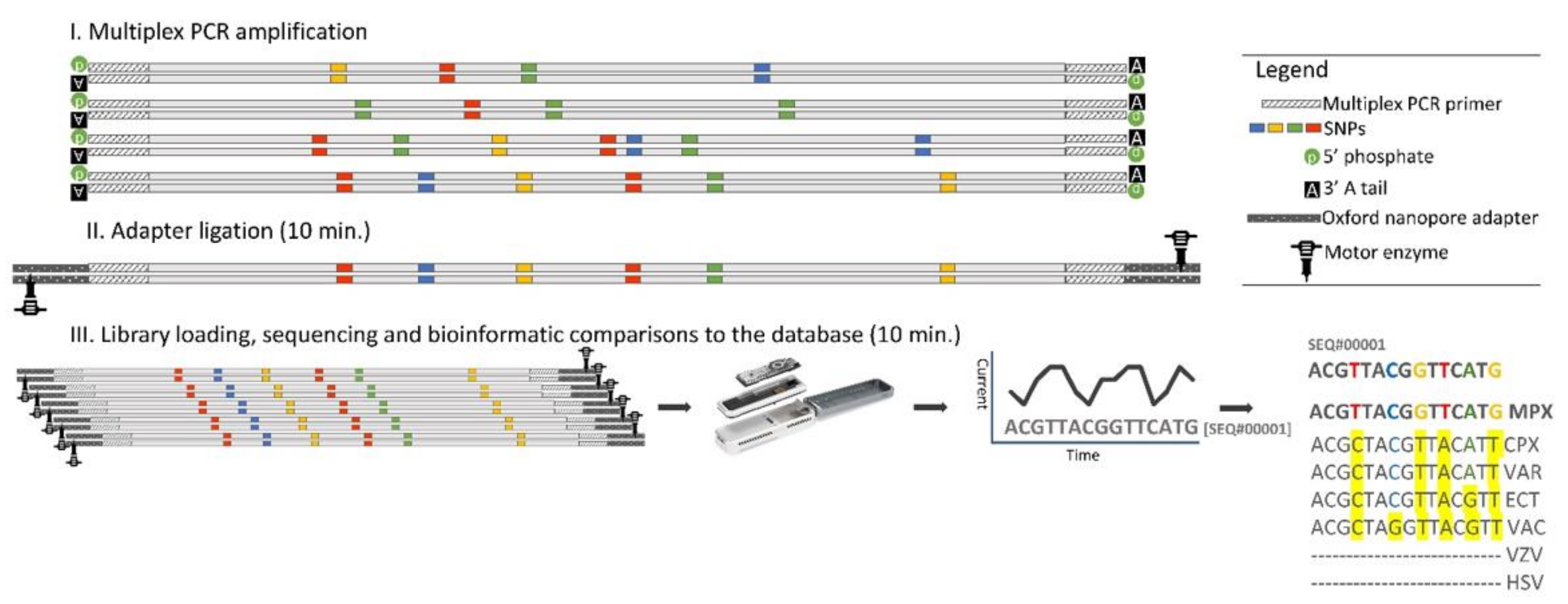 Viruses 14 01817 g001