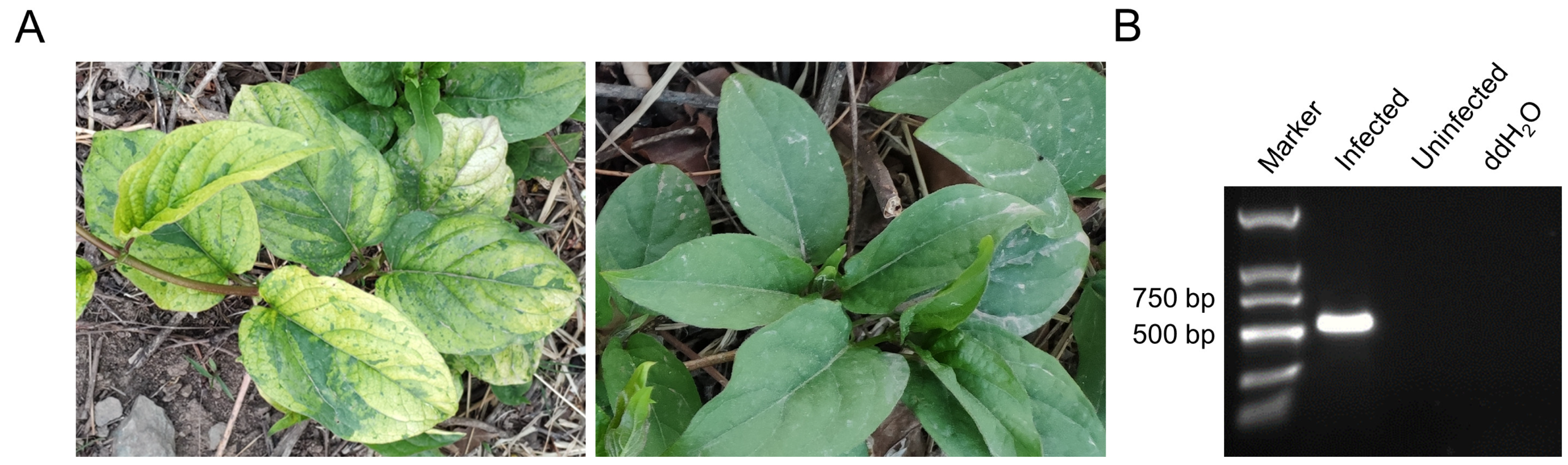 Viruses 14 01821 g001 Viruses 14 01821 g001