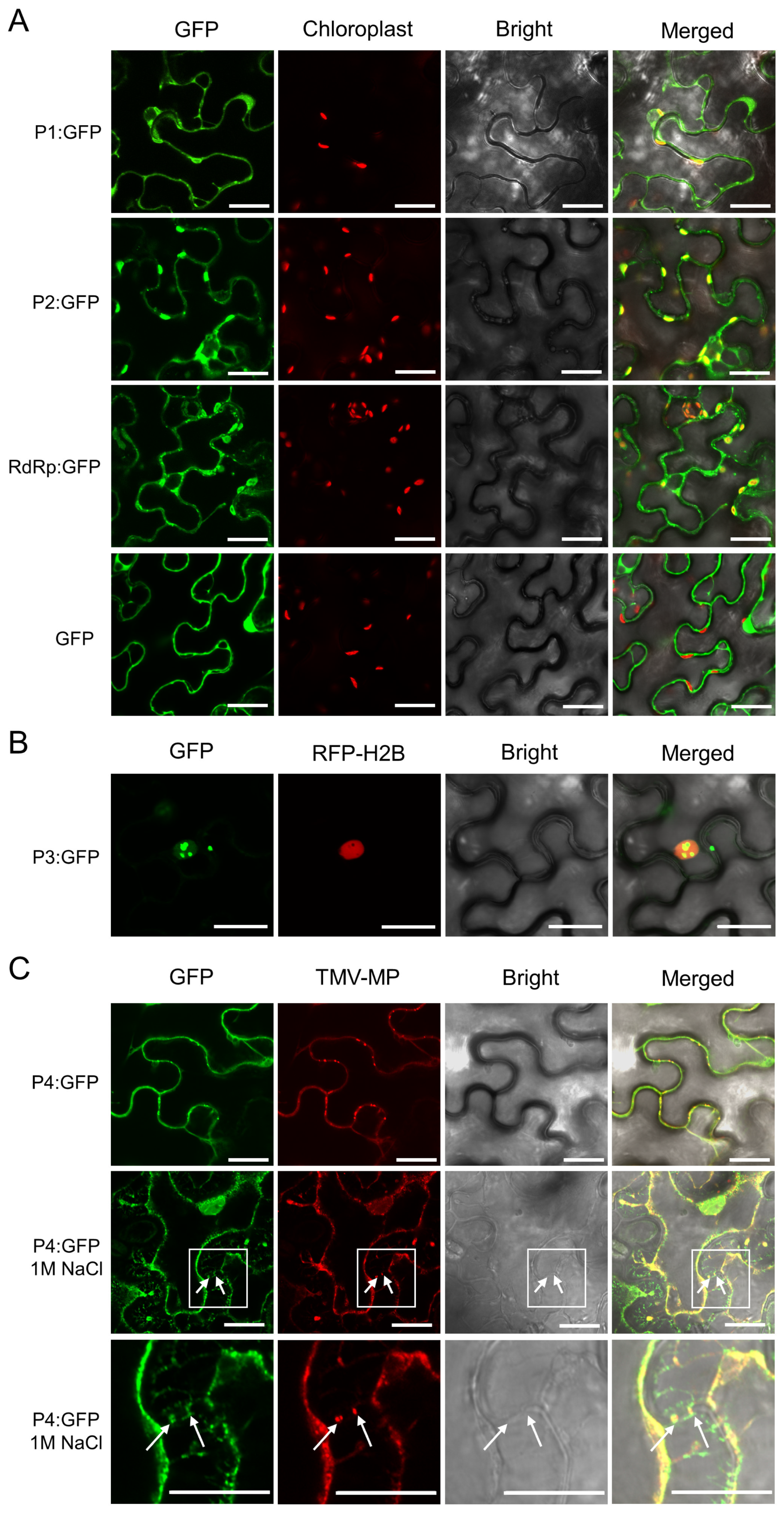 Viruses 14 01821 g004 Viruses 14 01821 g004