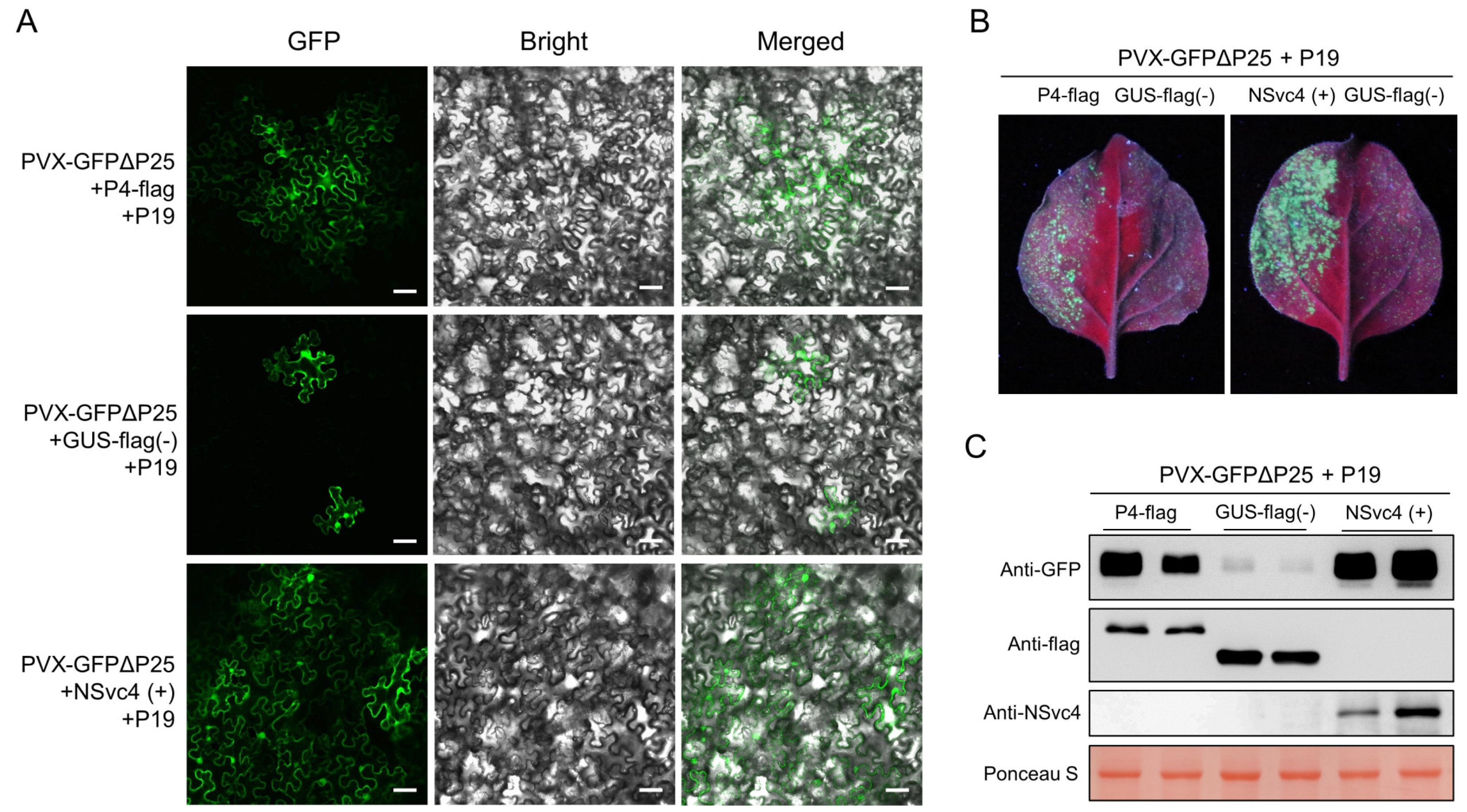Viruses 14 01821 g005 Viruses 14 01821 g005