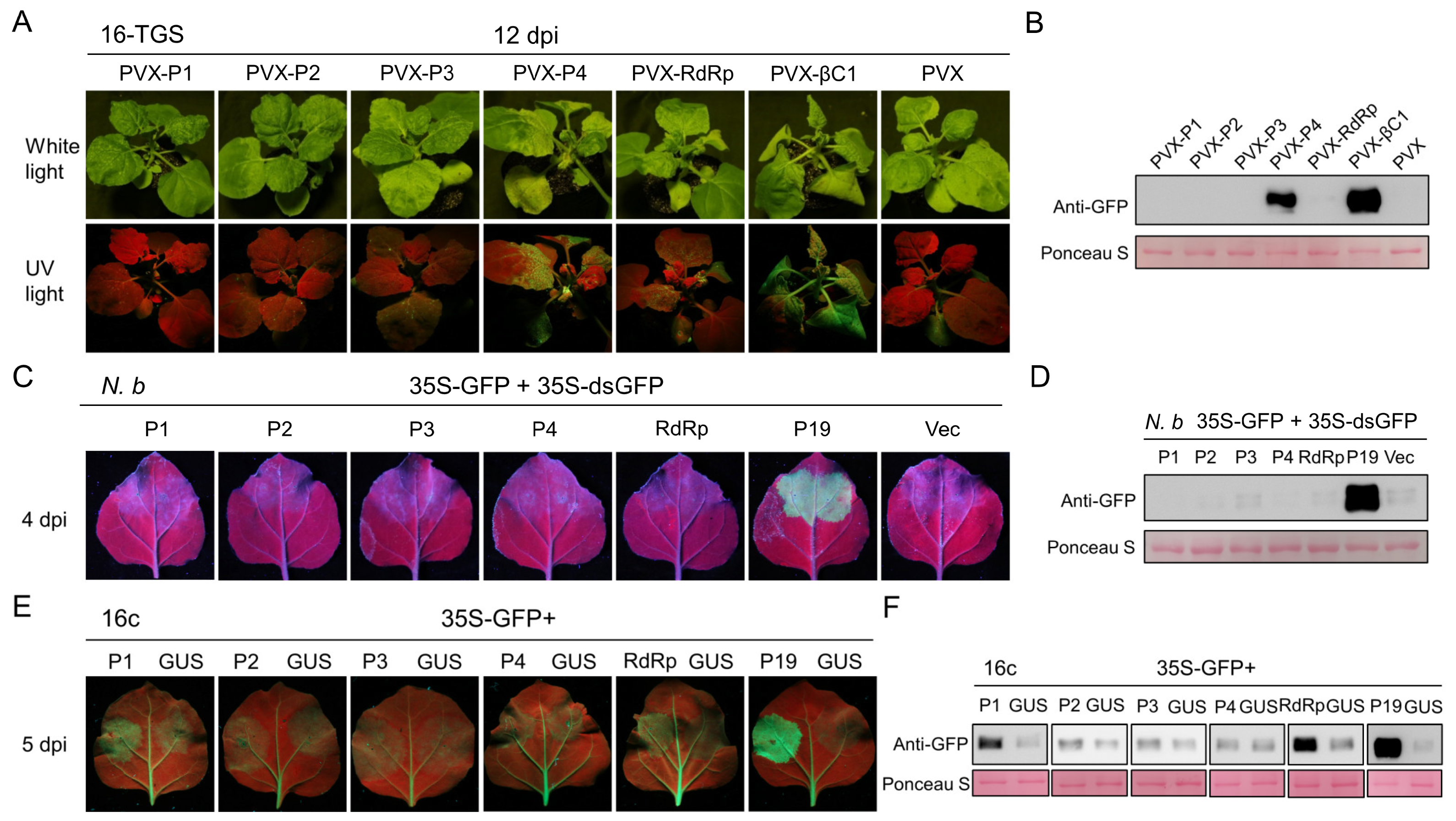 Viruses 14 01821 g007 Viruses 14 01821 g007