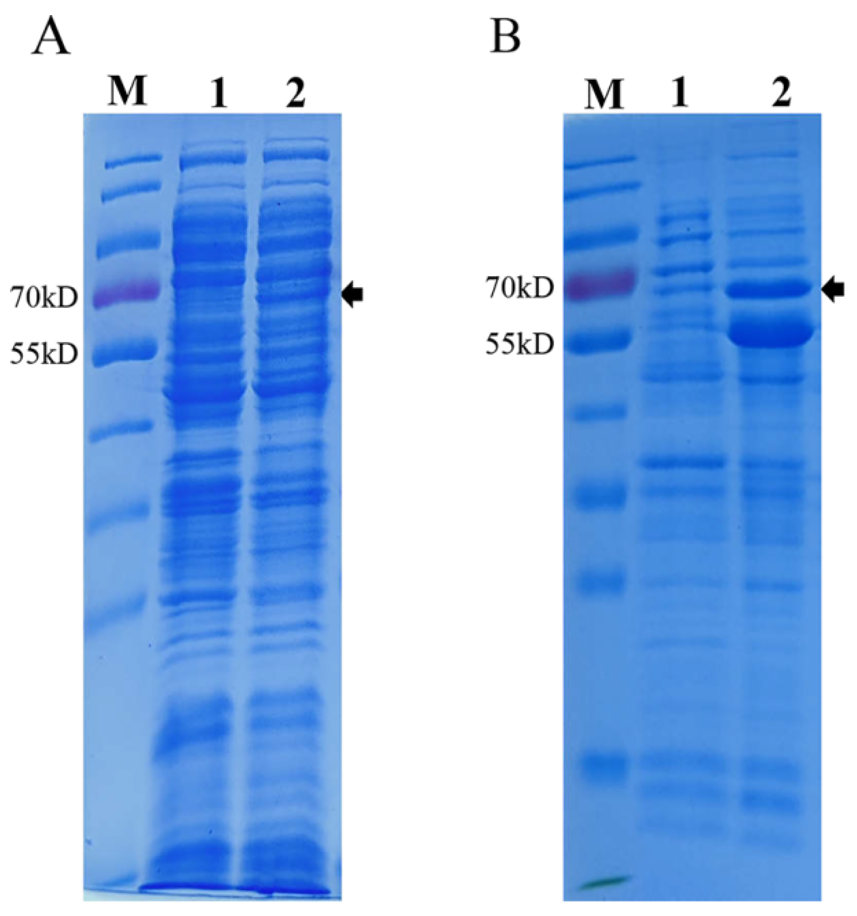 Viruses 14 01828 g001