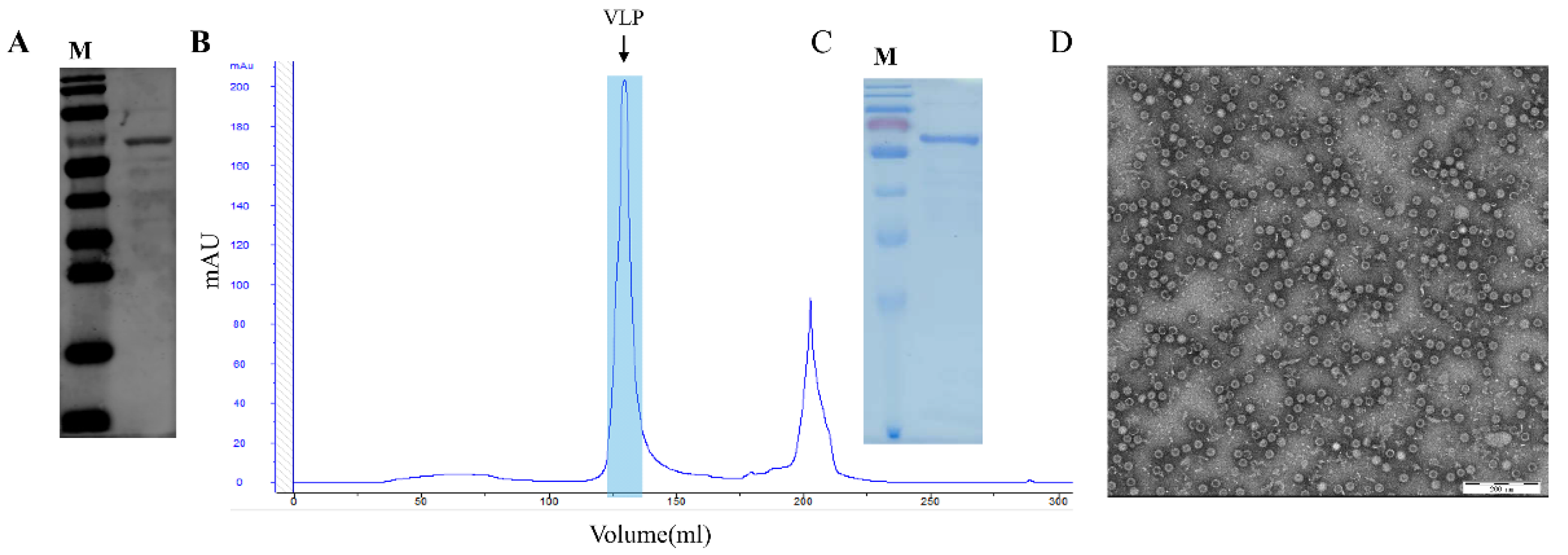 Viruses 14 01828 g002