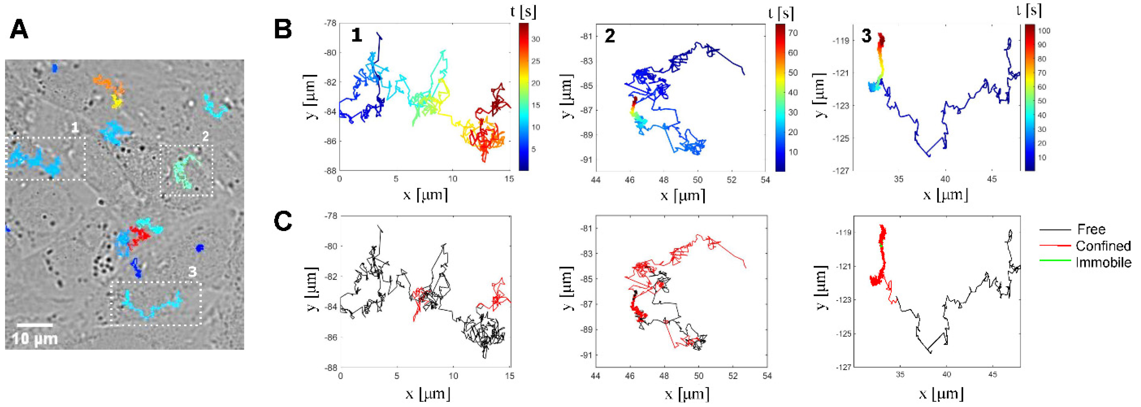 Viruses 14 01836 g001