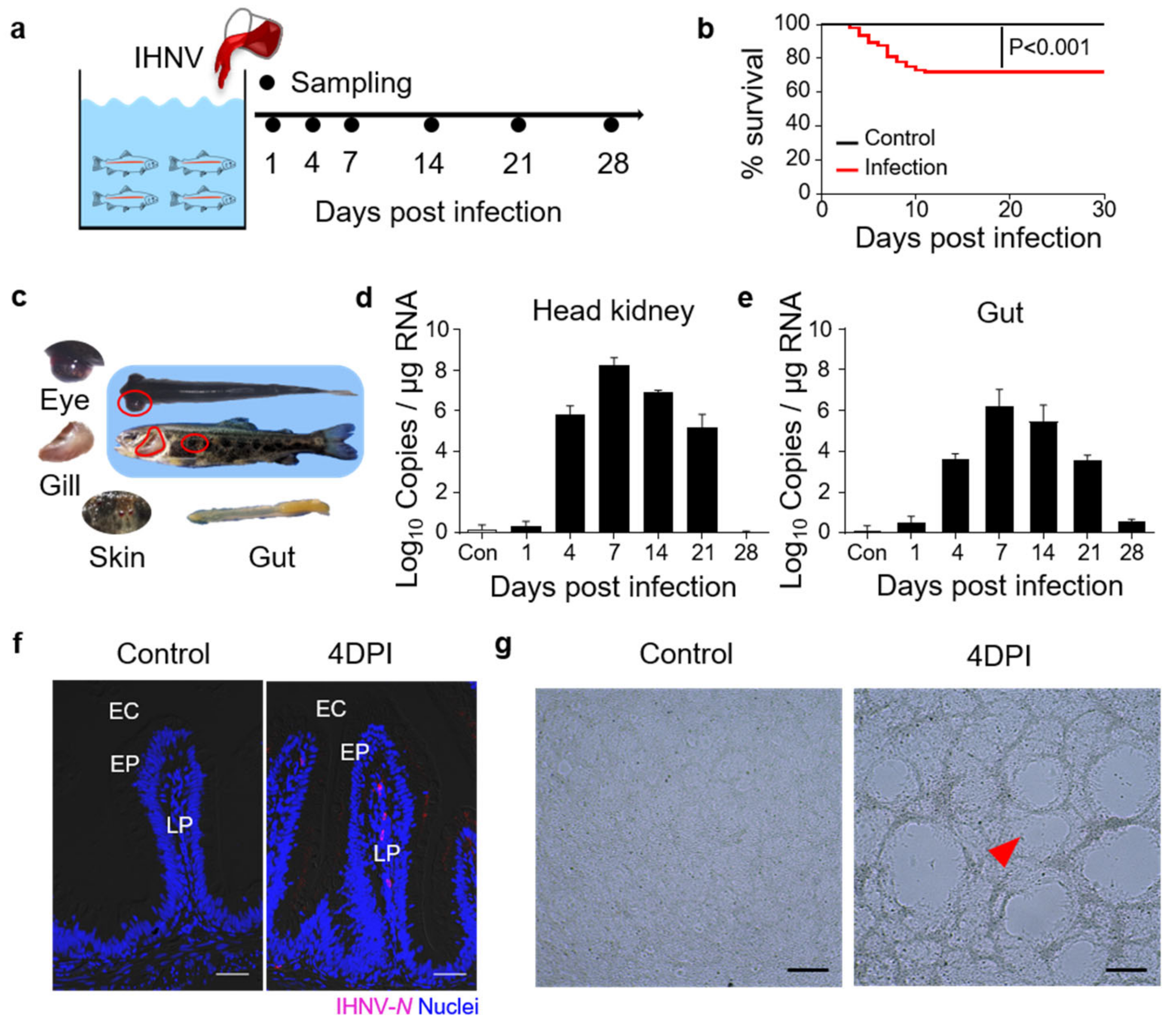 Viruses 14 01838 g001