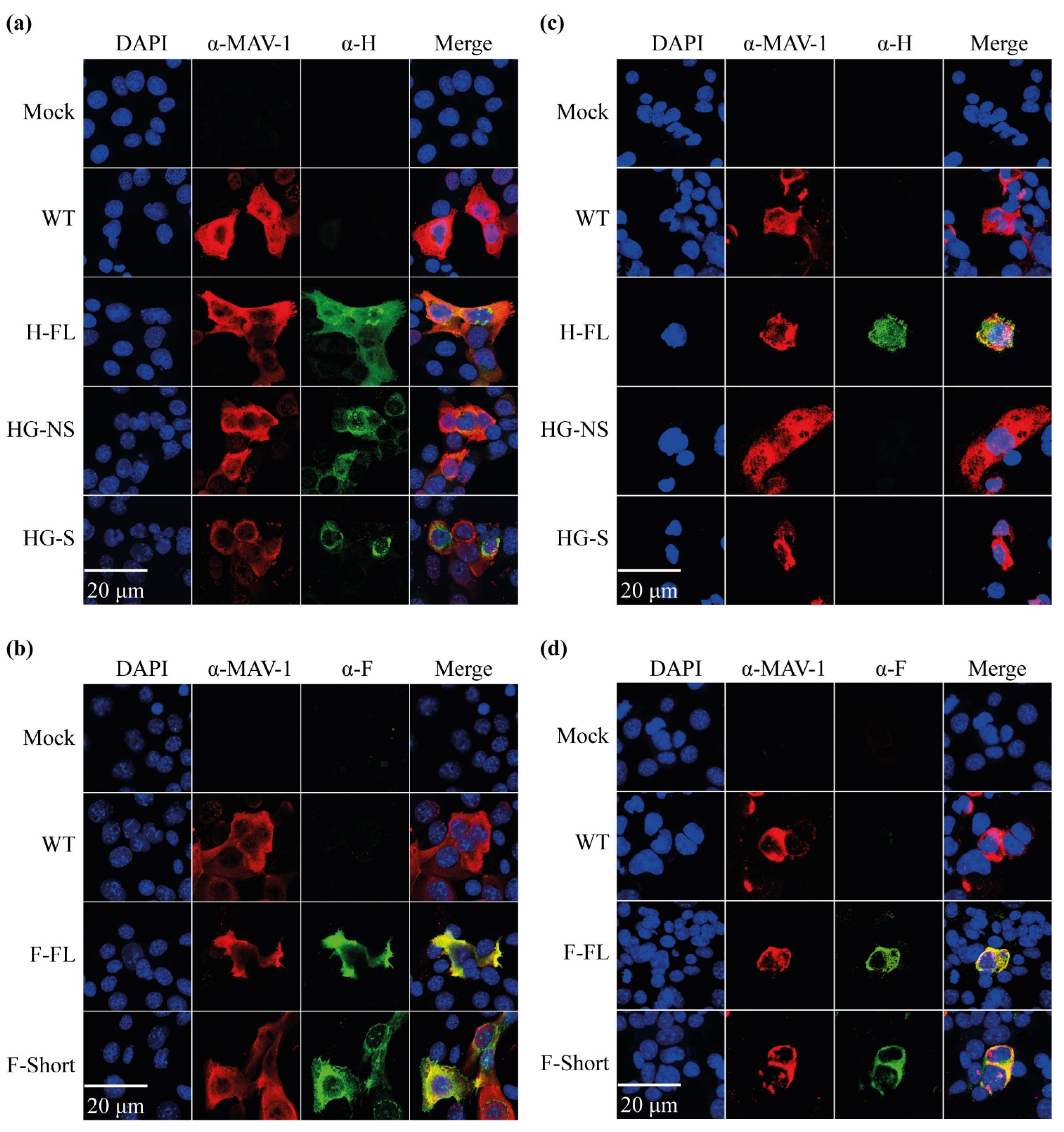 Viruses 14 01847 g002 Viruses 14 01847 g002
