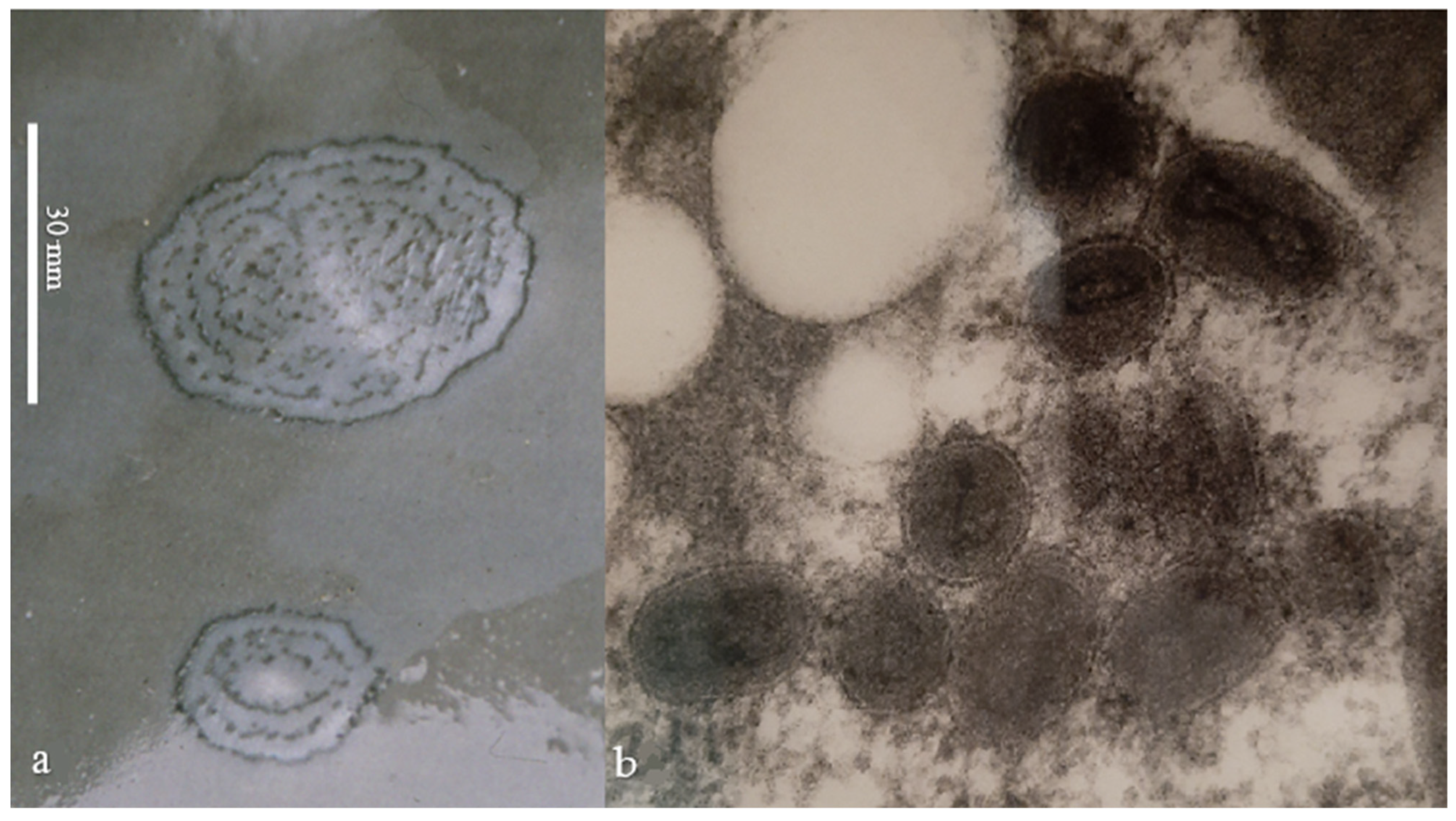 Viruses 14 01850 g001