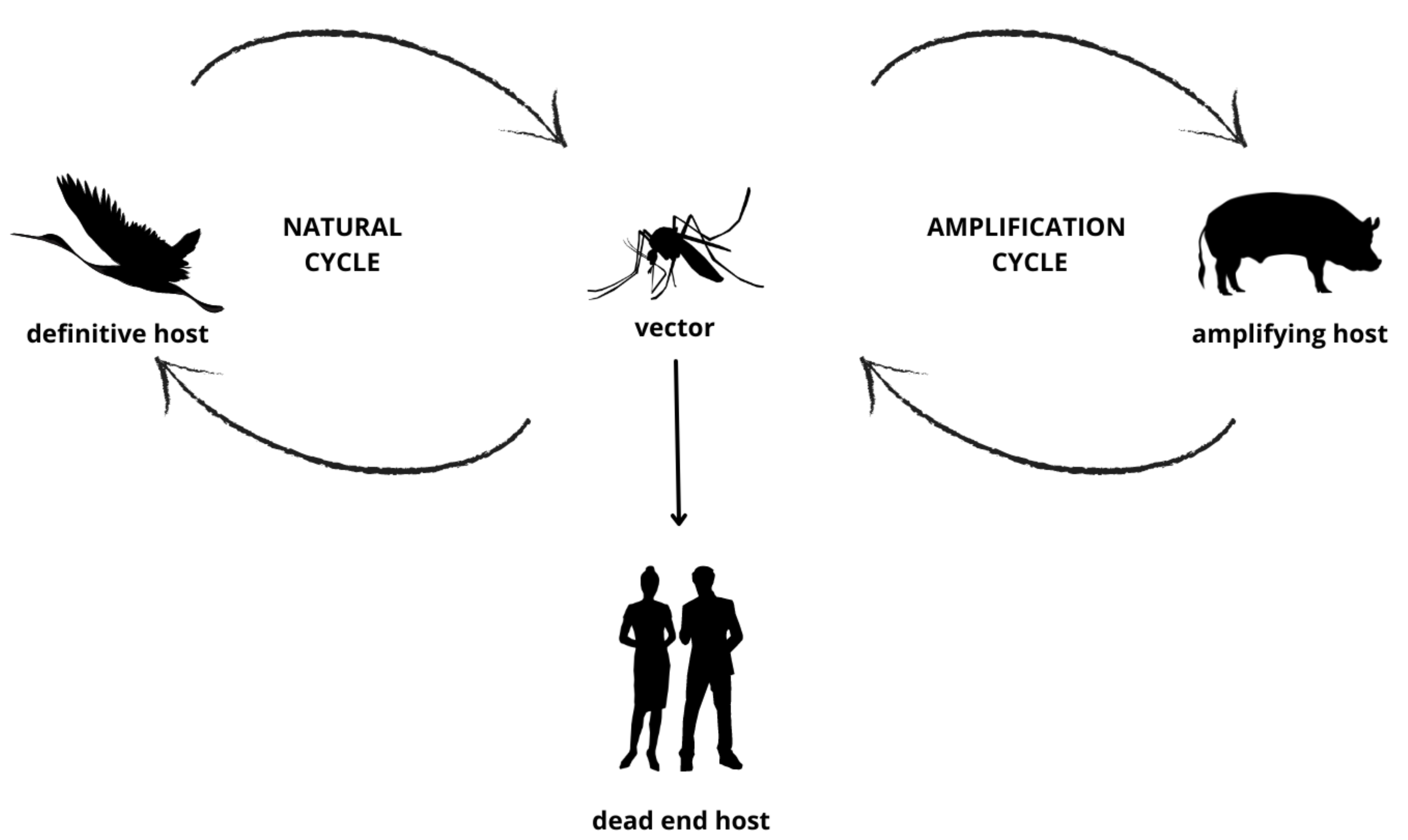 Viruses 14 01853 g001