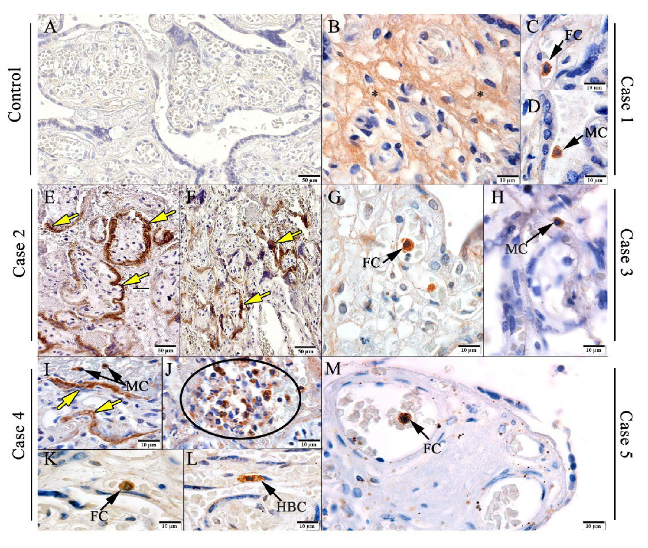 Viruses 14 01885 g003