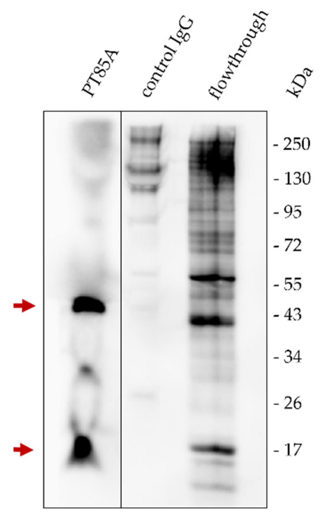 Viruses 14 01891 g001