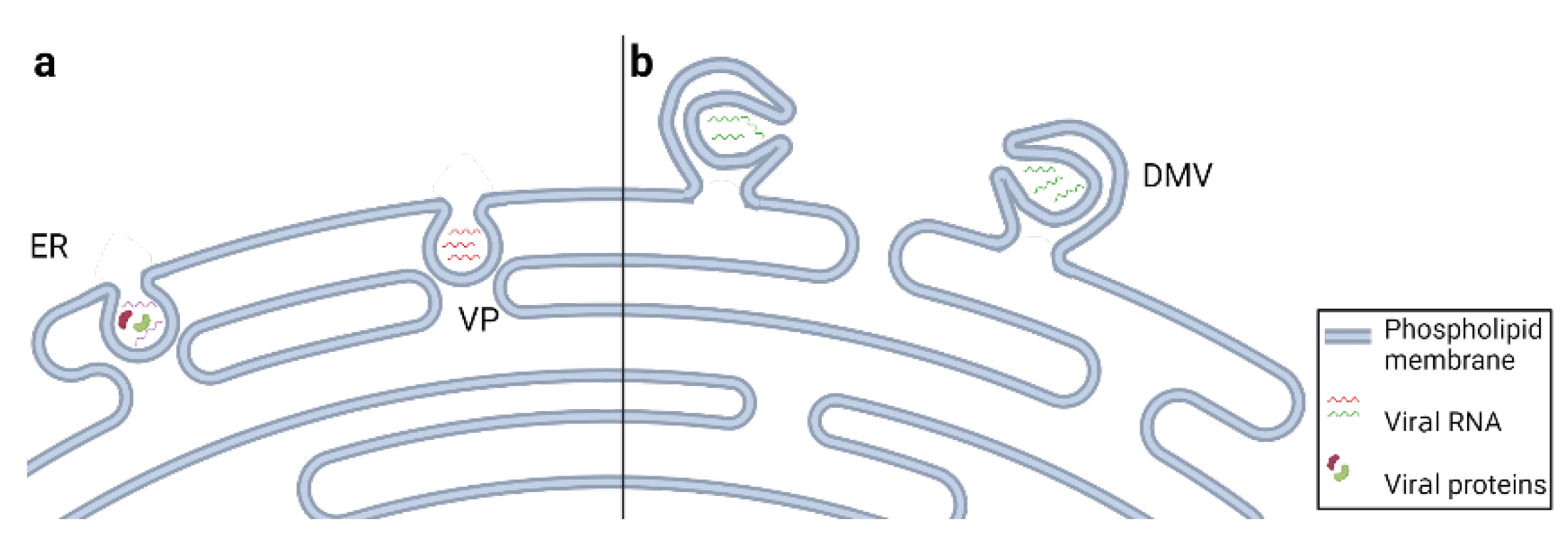 Viruses 14 01896 g002