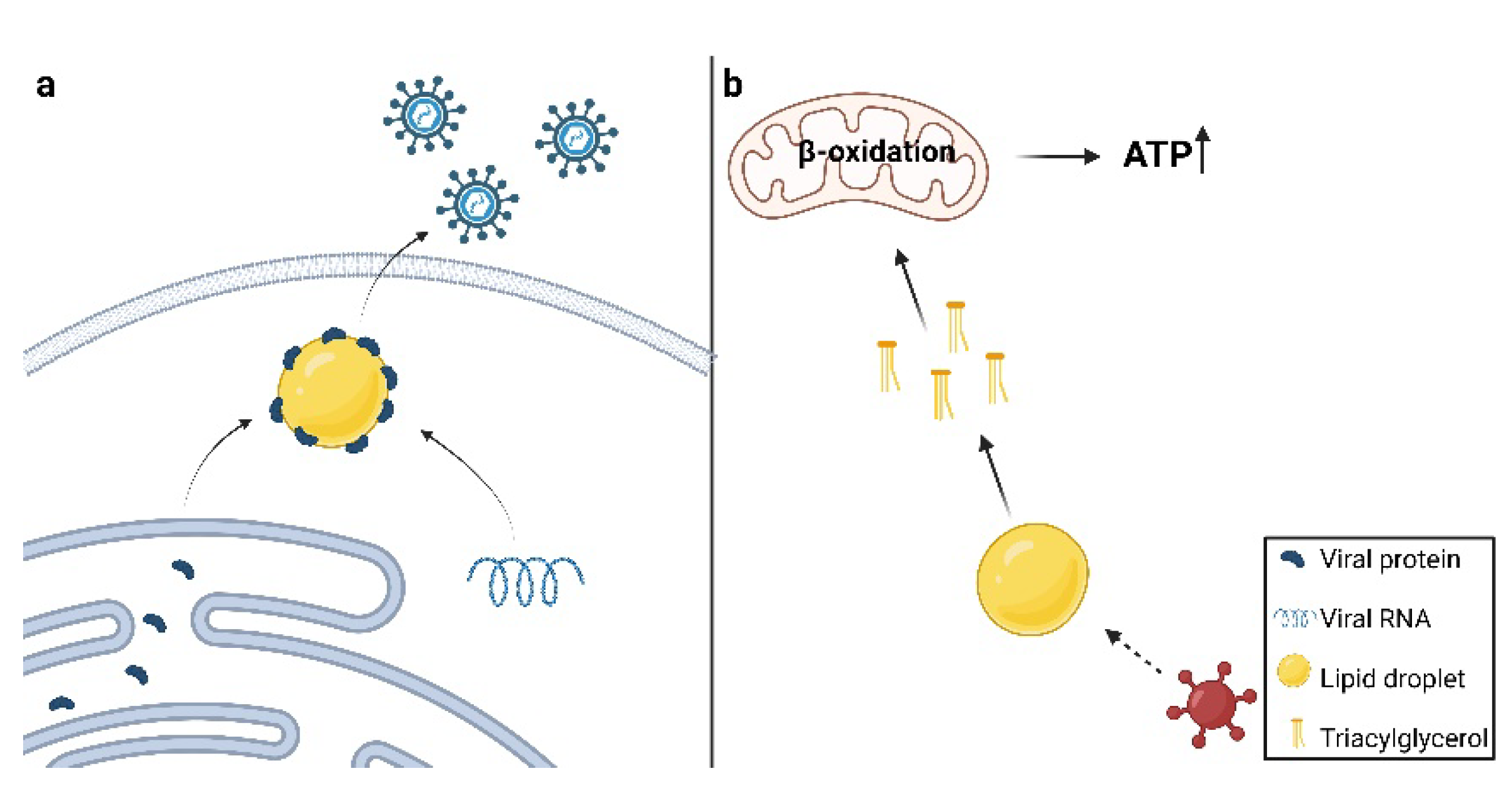 Viruses 14 01896 g003