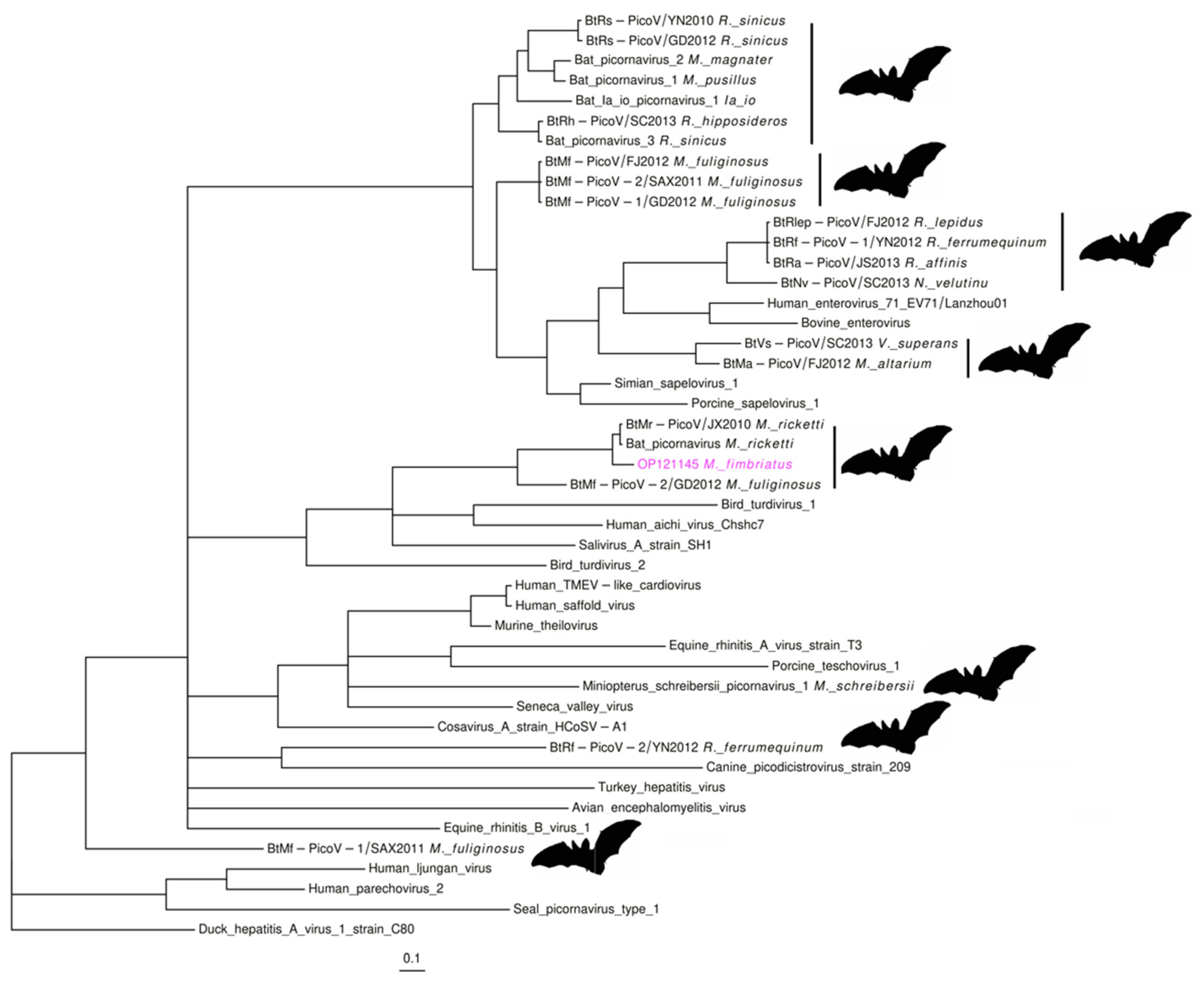 Viruses 14 01899 g005