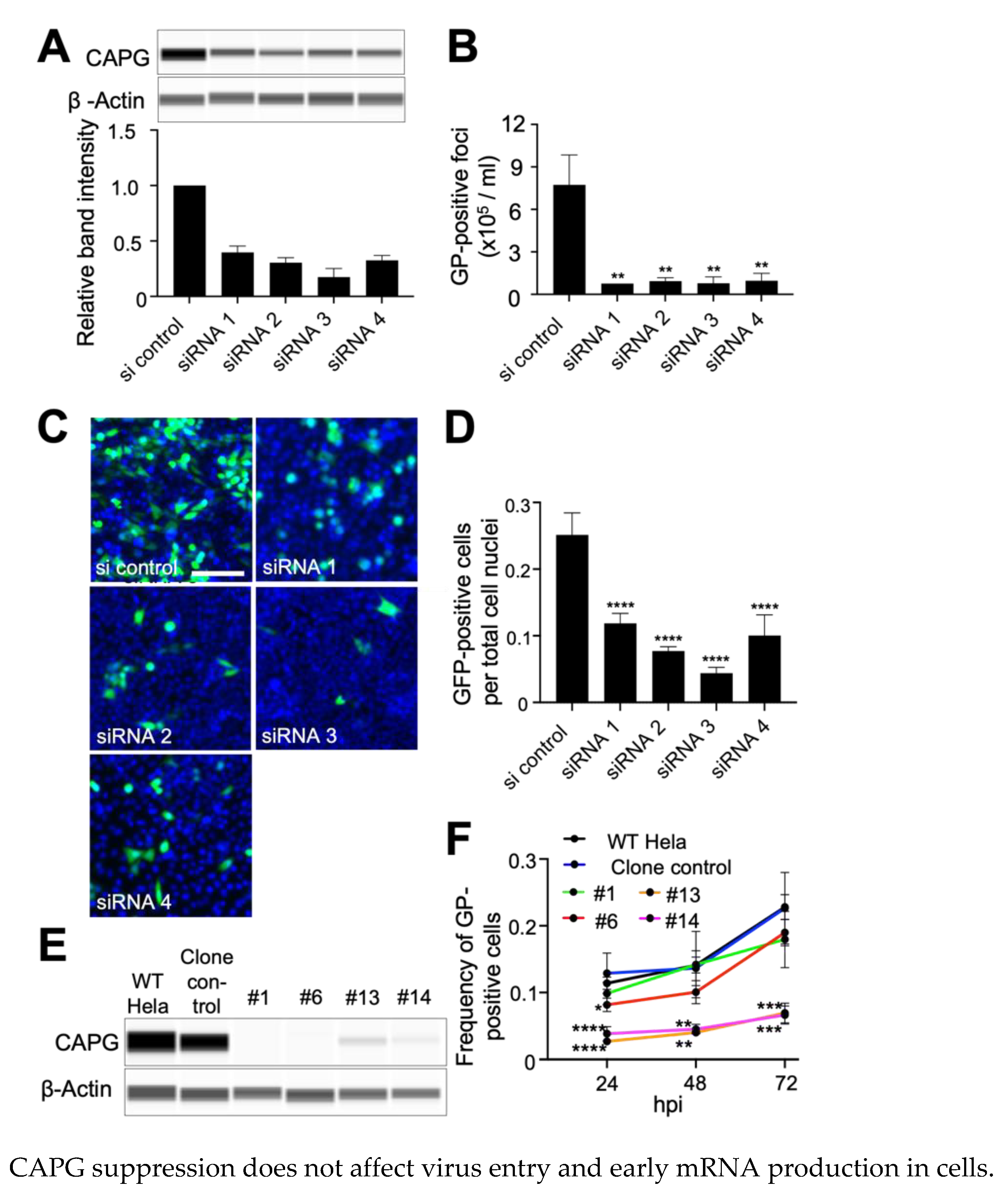 Viruses 14 01903 g001