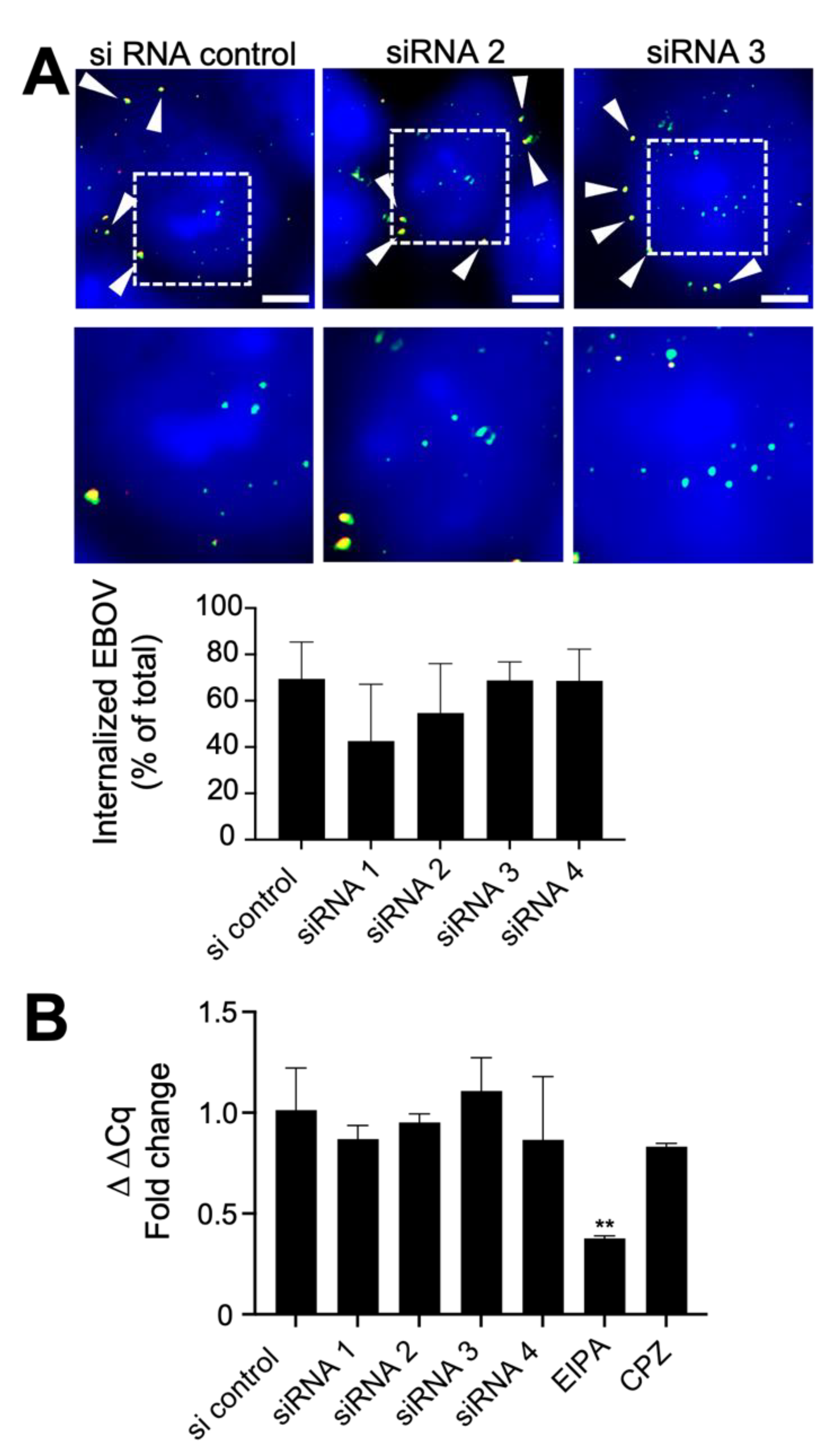 Viruses 14 01903 g002