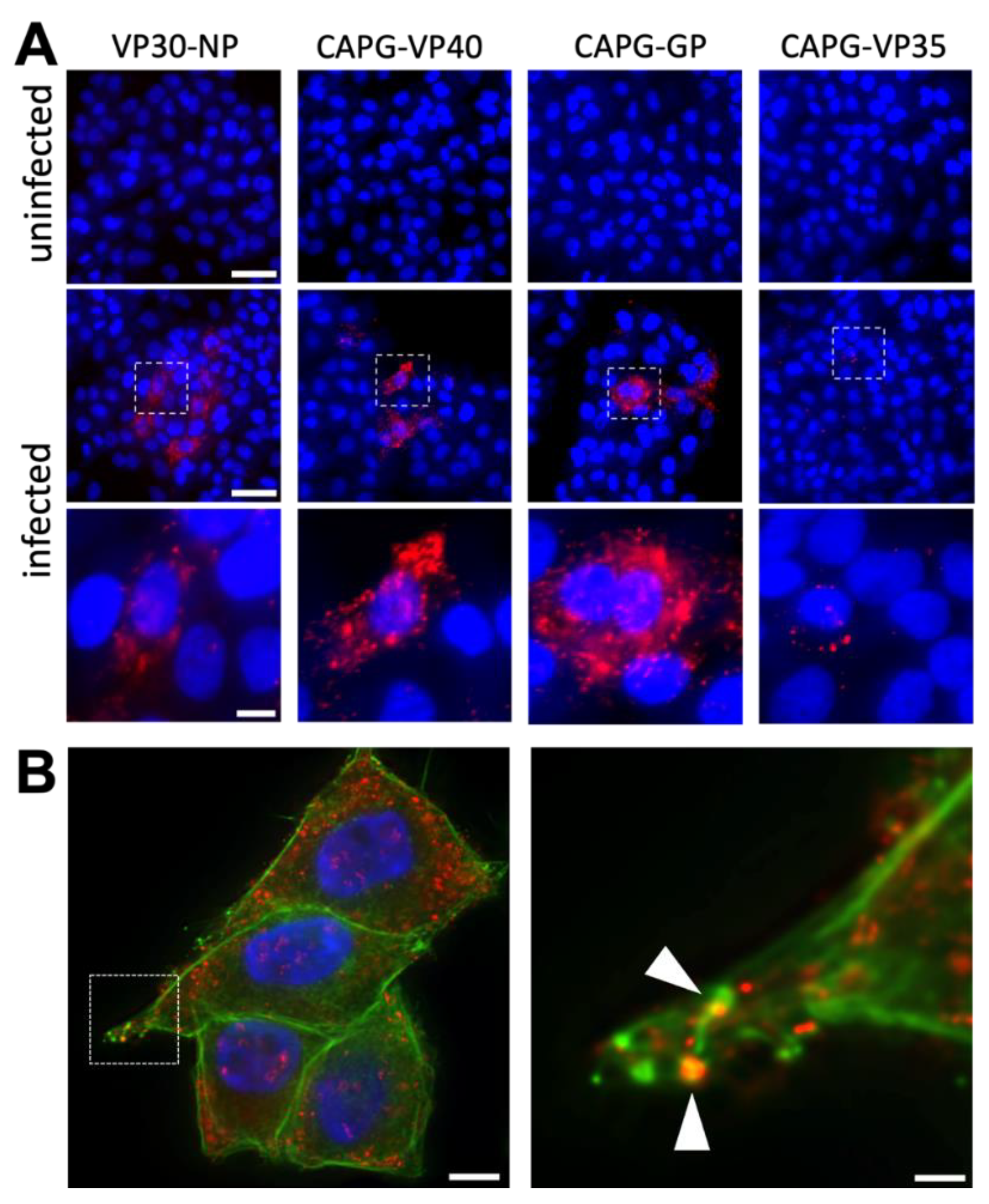 Viruses 14 01903 g004