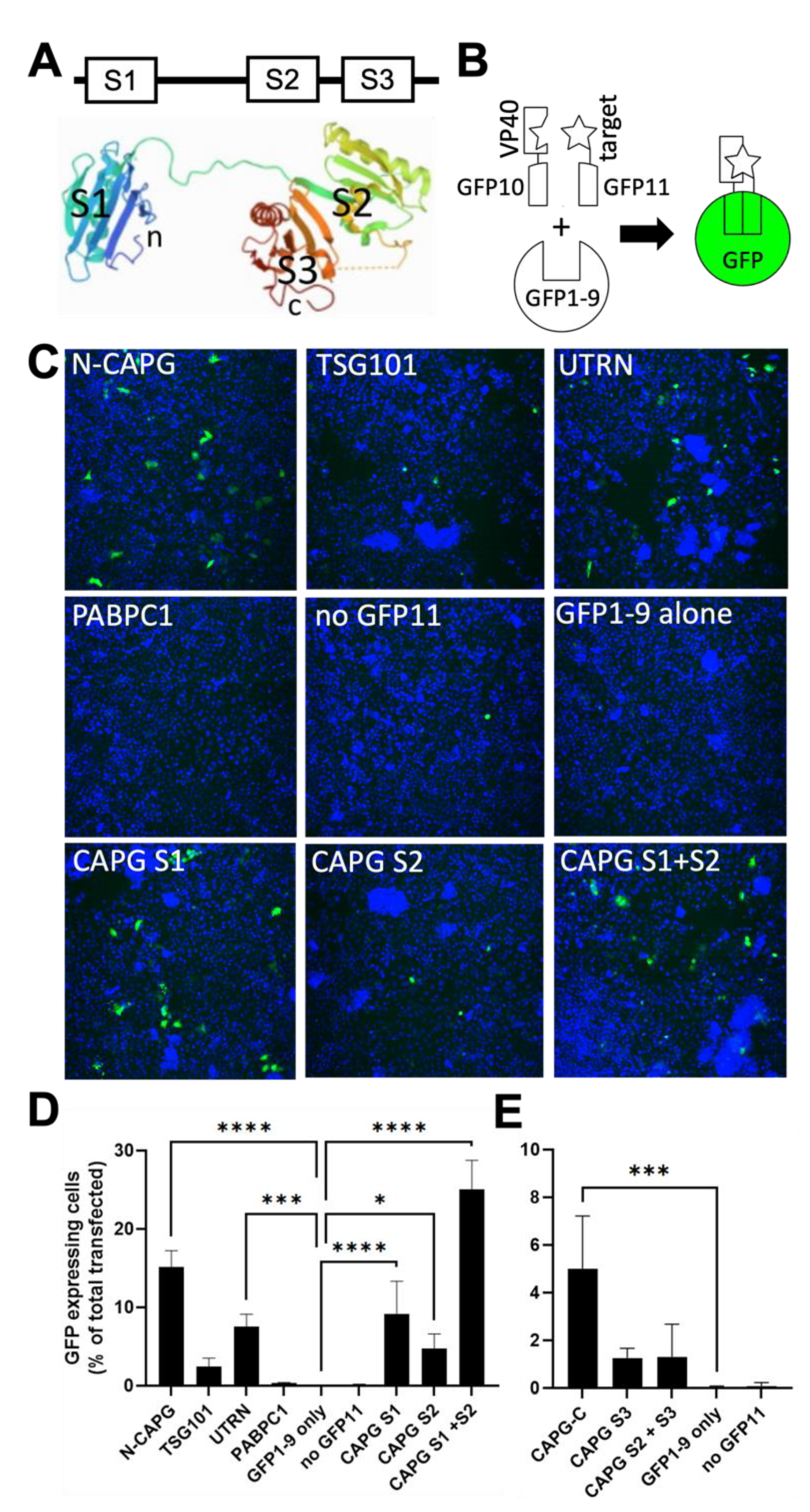 Viruses 14 01903 g005