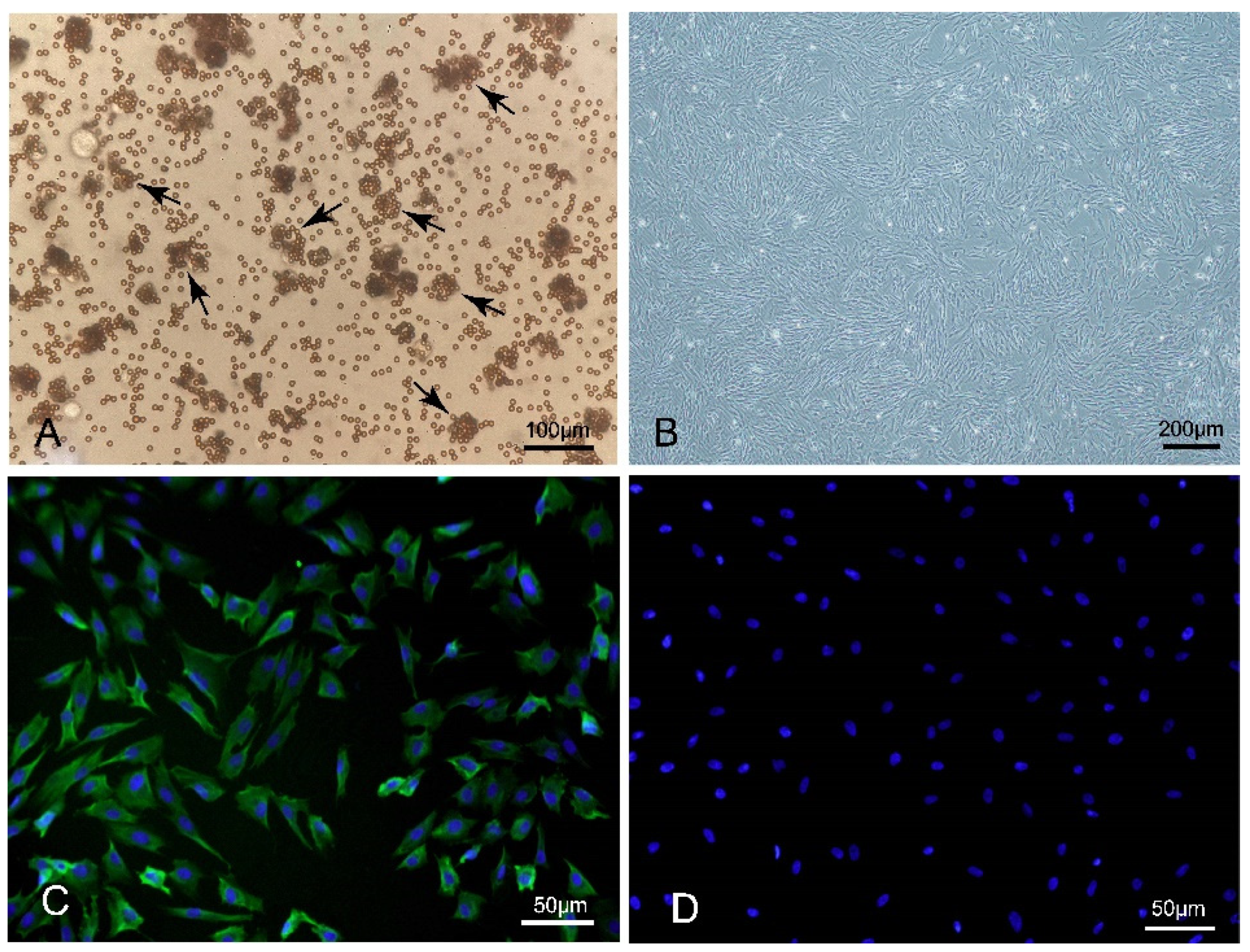 Viruses 14 01919 g001