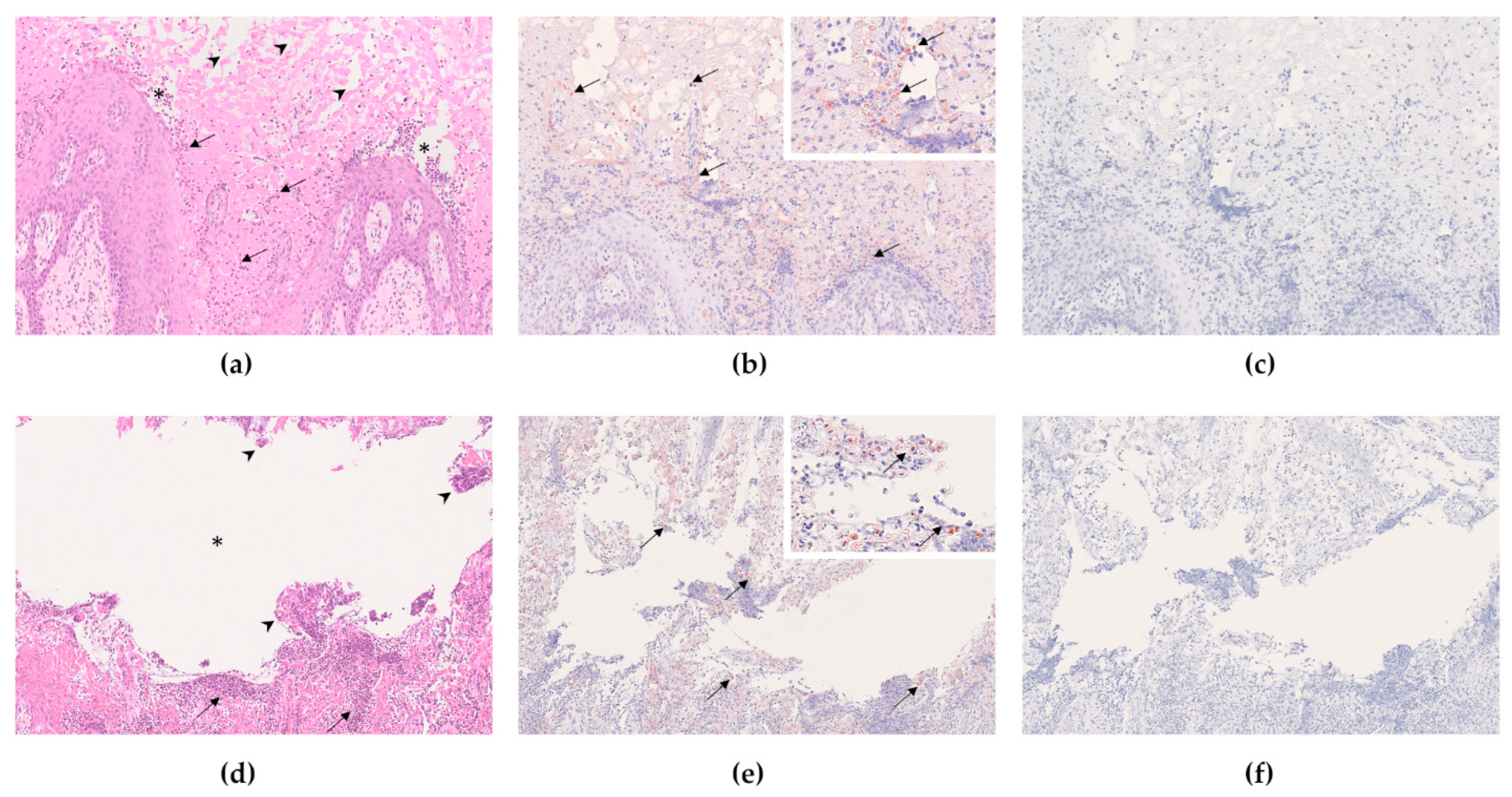 Viruses 14 01924 g005