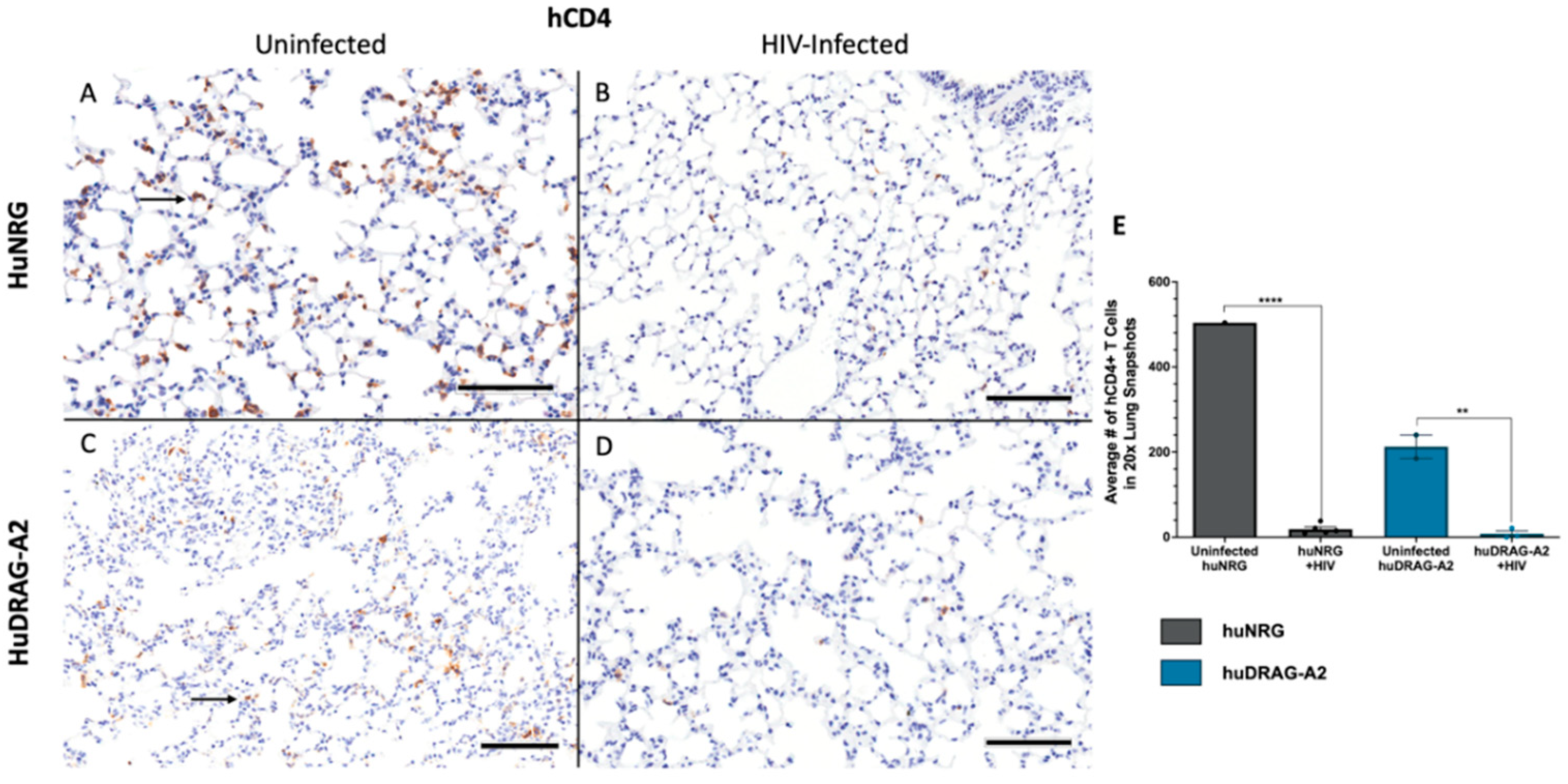 Viruses 14 01927 g004 Viruses 14 01927 g004