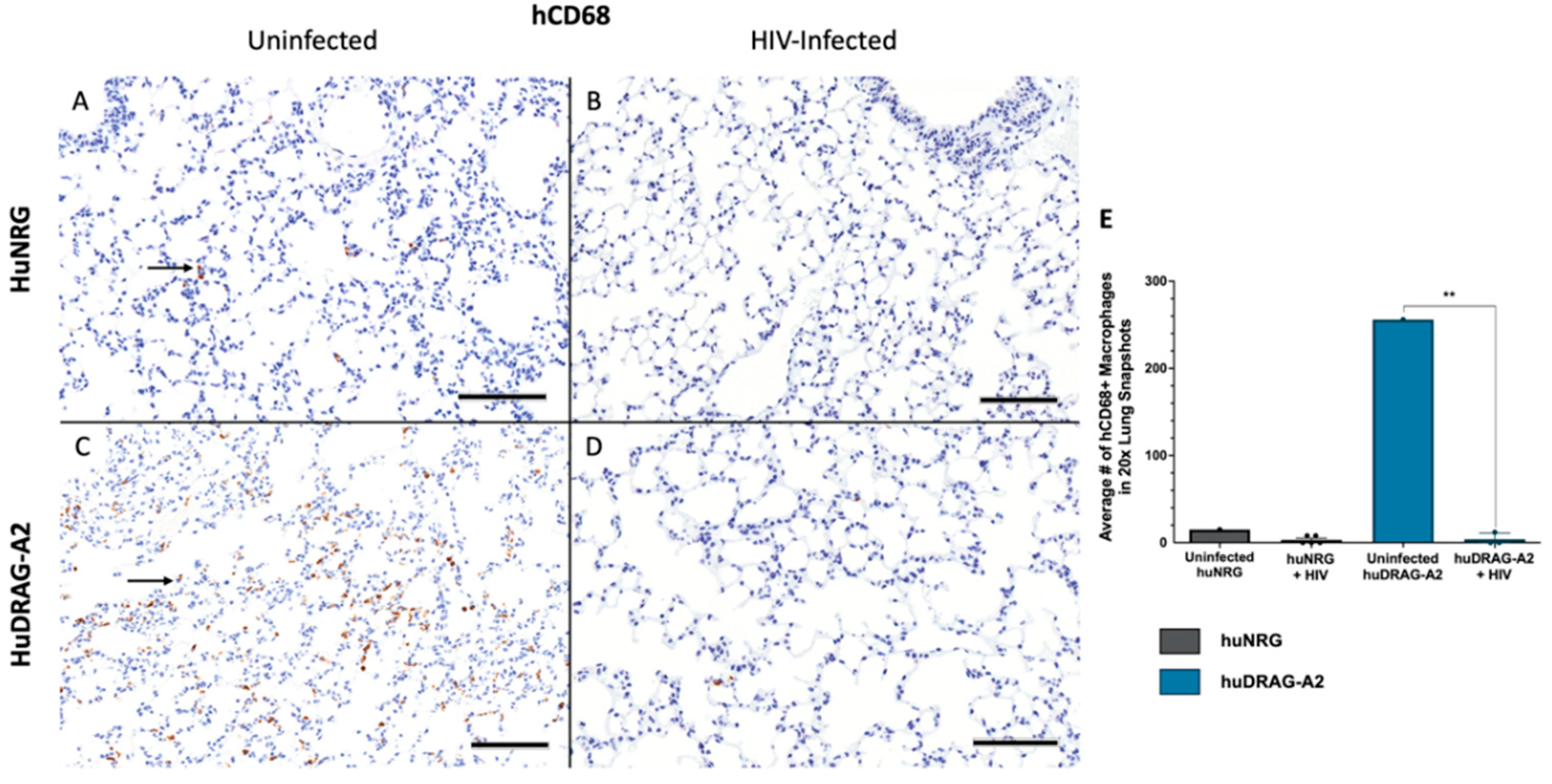 Viruses 14 01927 g005 Viruses 14 01927 g005