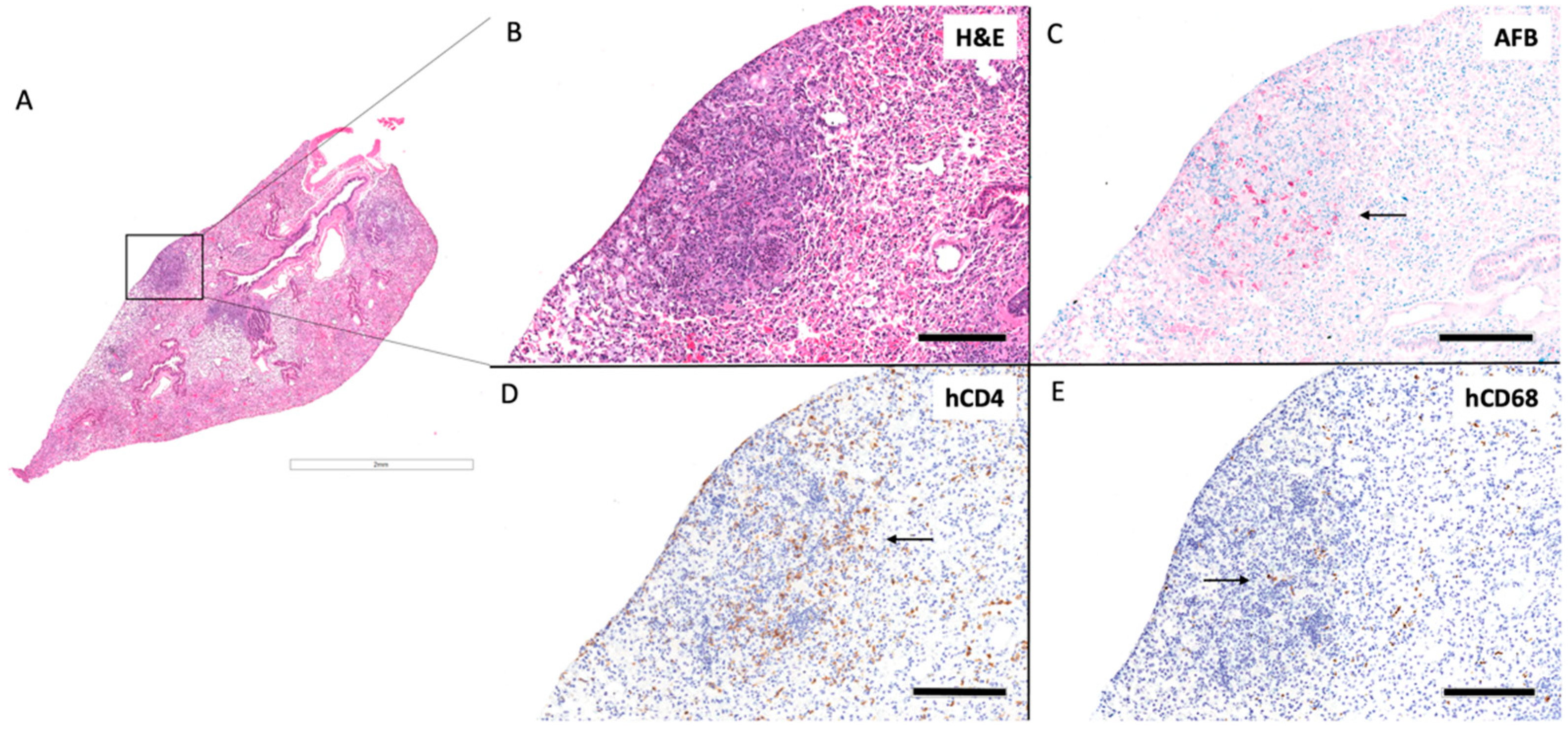 Viruses 14 01927 g008 Viruses 14 01927 g008