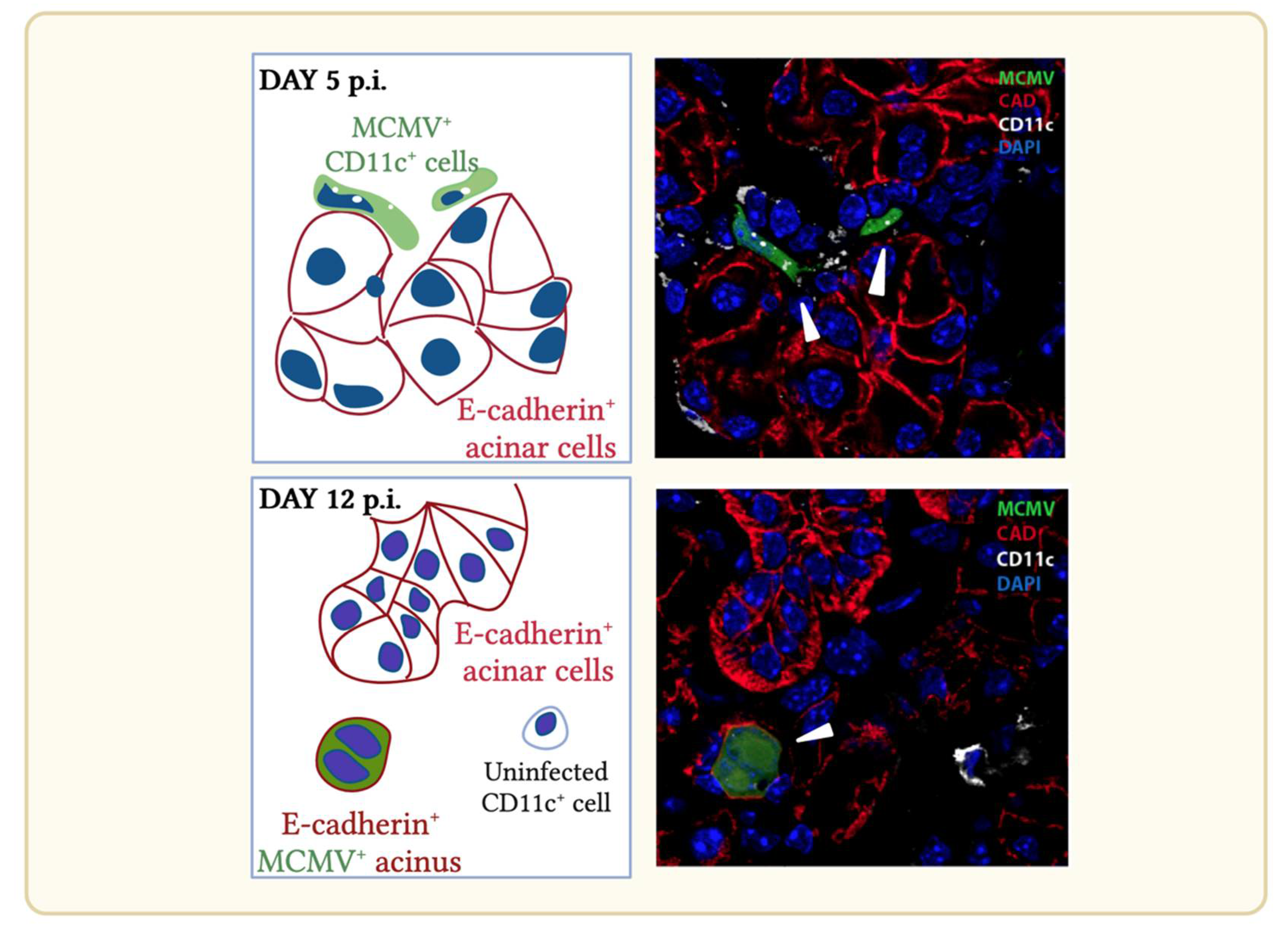 Viruses 14 01934 g004