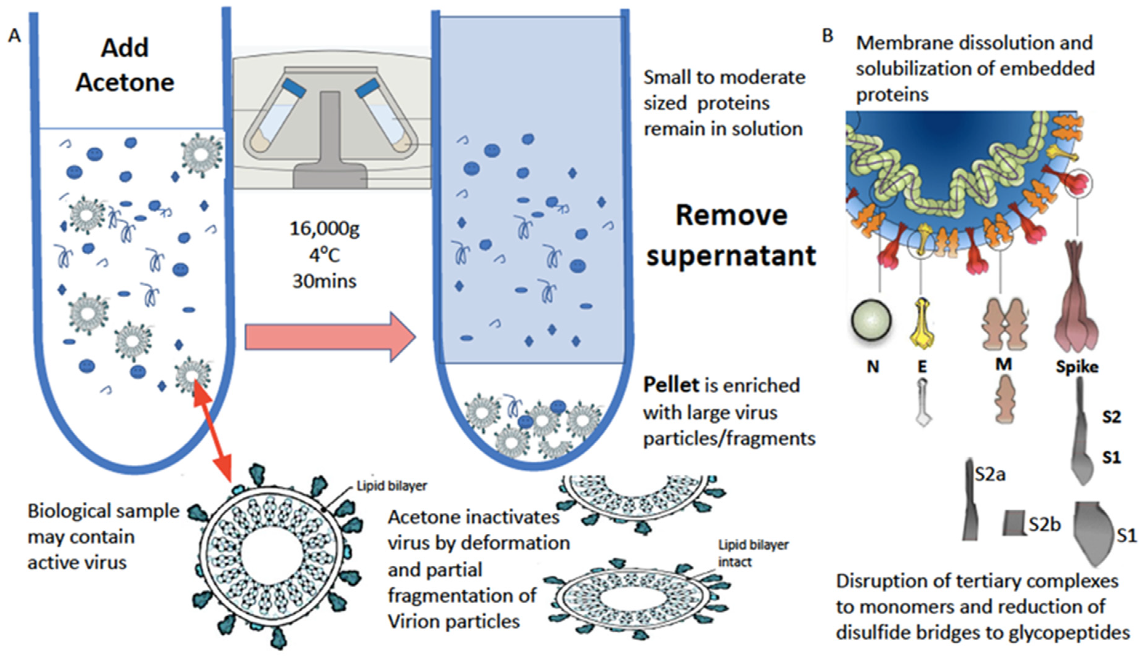 Viruses 14 01958 g003