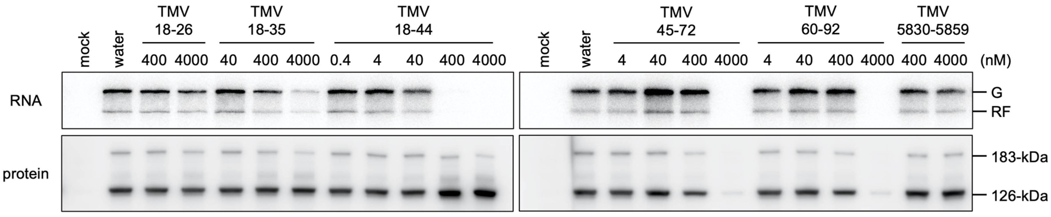 Viruses 14 01962 g003