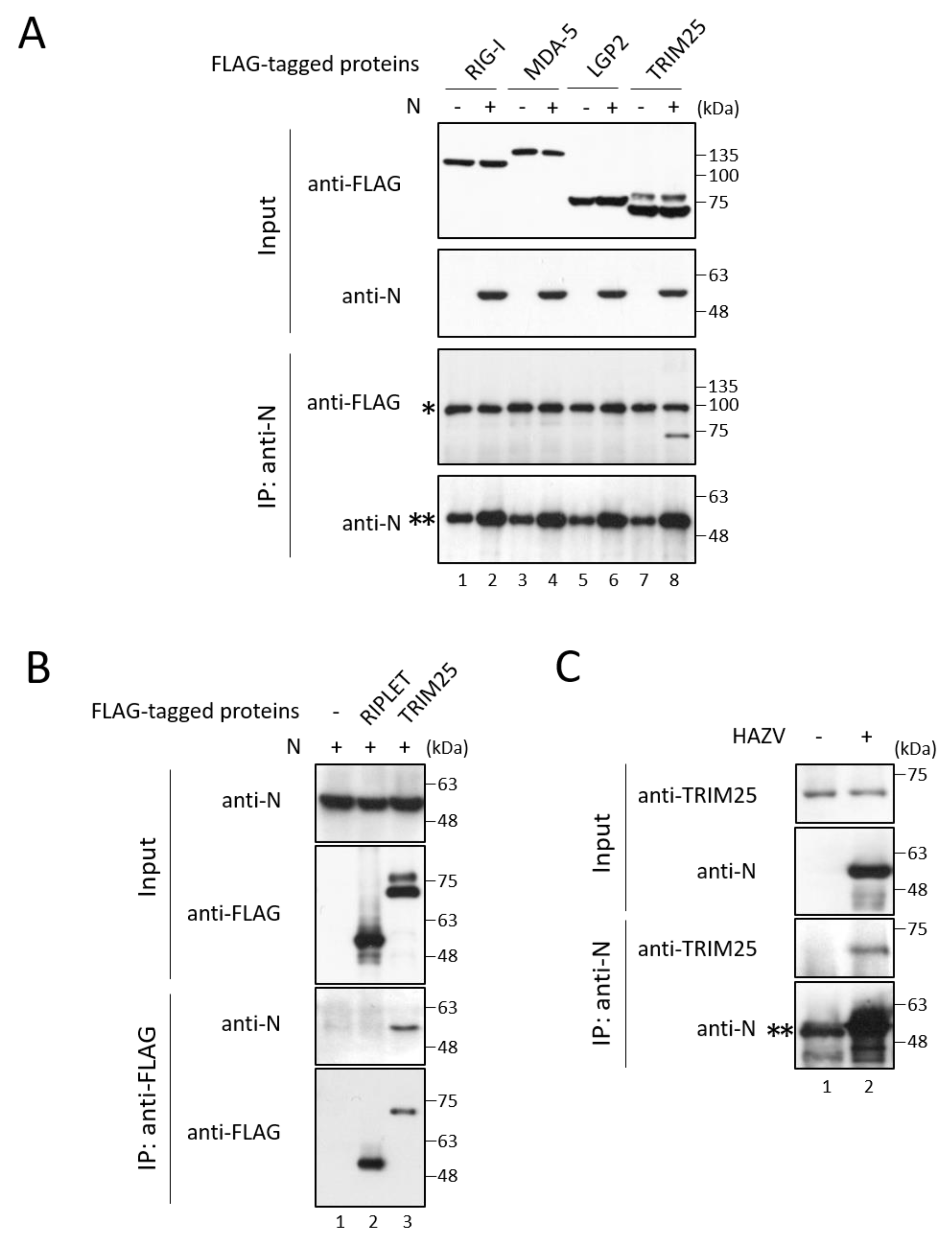Viruses 14 01965 g002