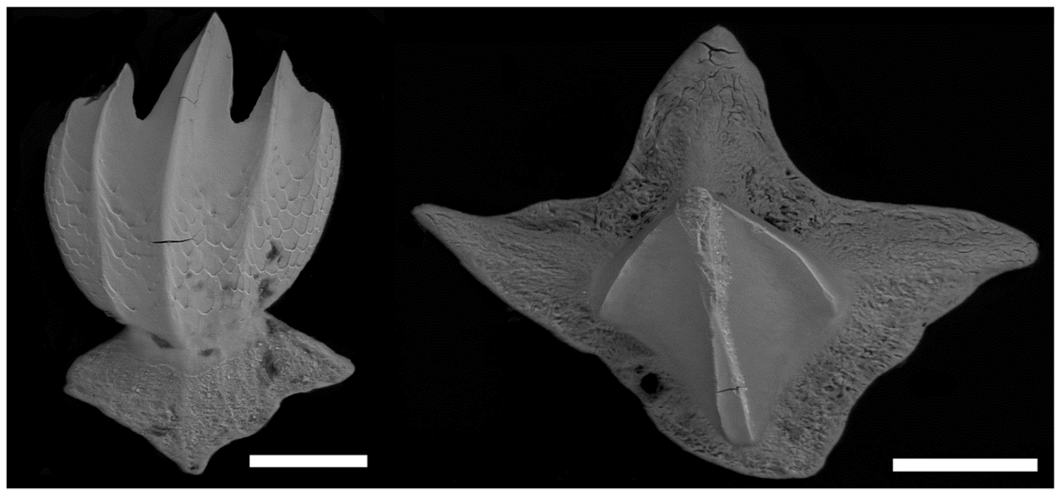 Viruses 14 01969 g005