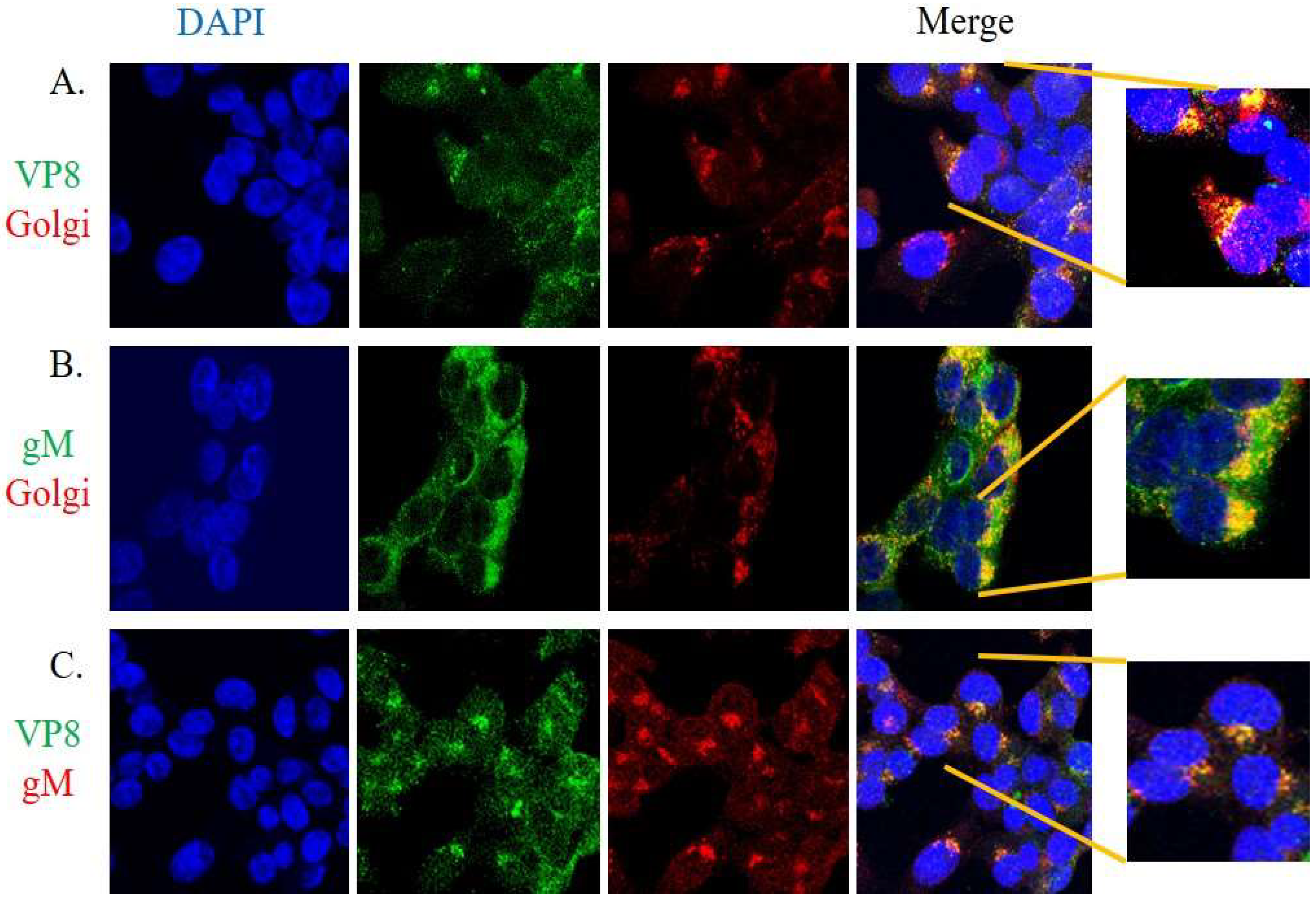 Viruses 14 01985 g005 Viruses 14 01985 g005