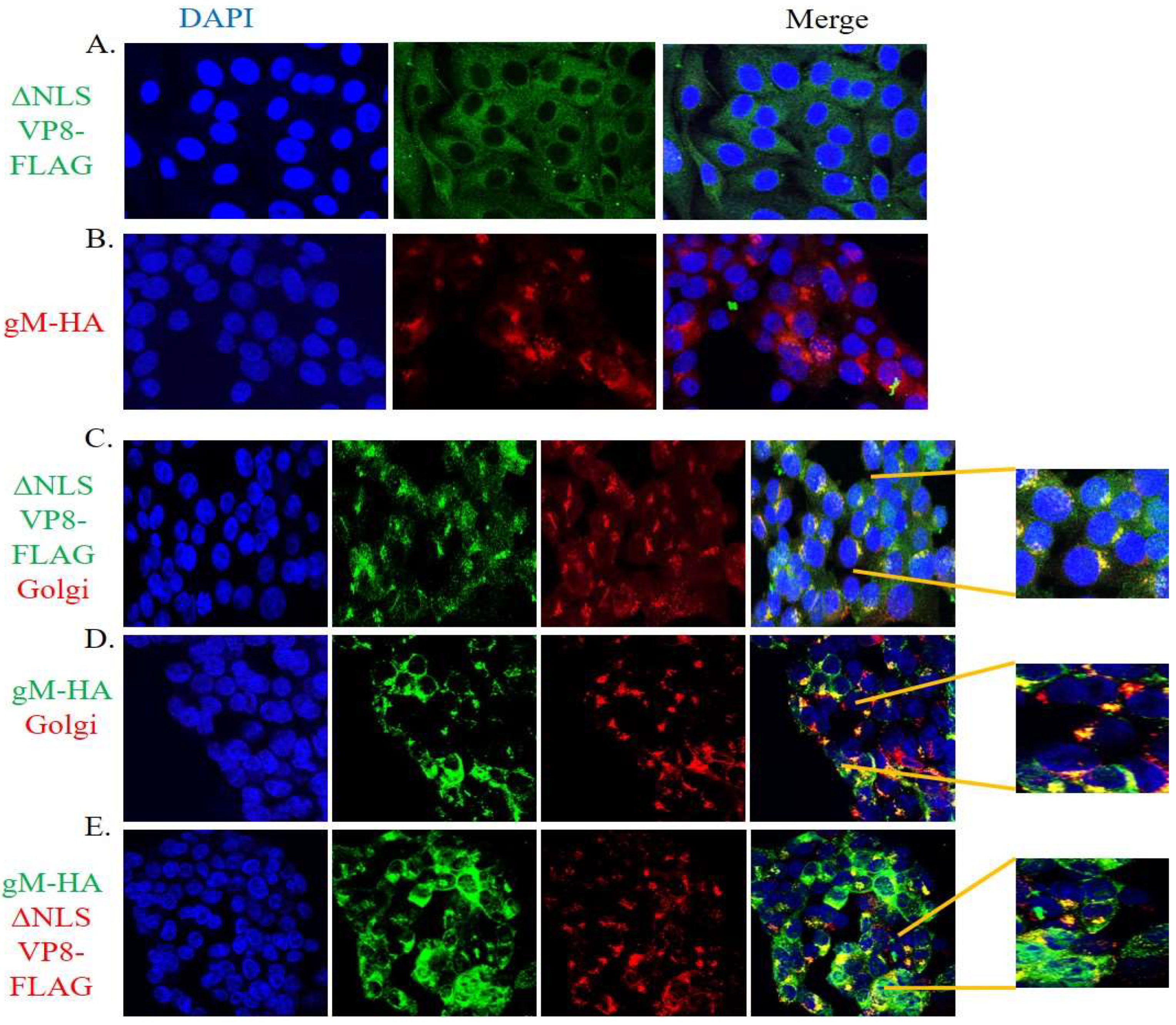 Viruses 14 01985 g006 Viruses 14 01985 g006