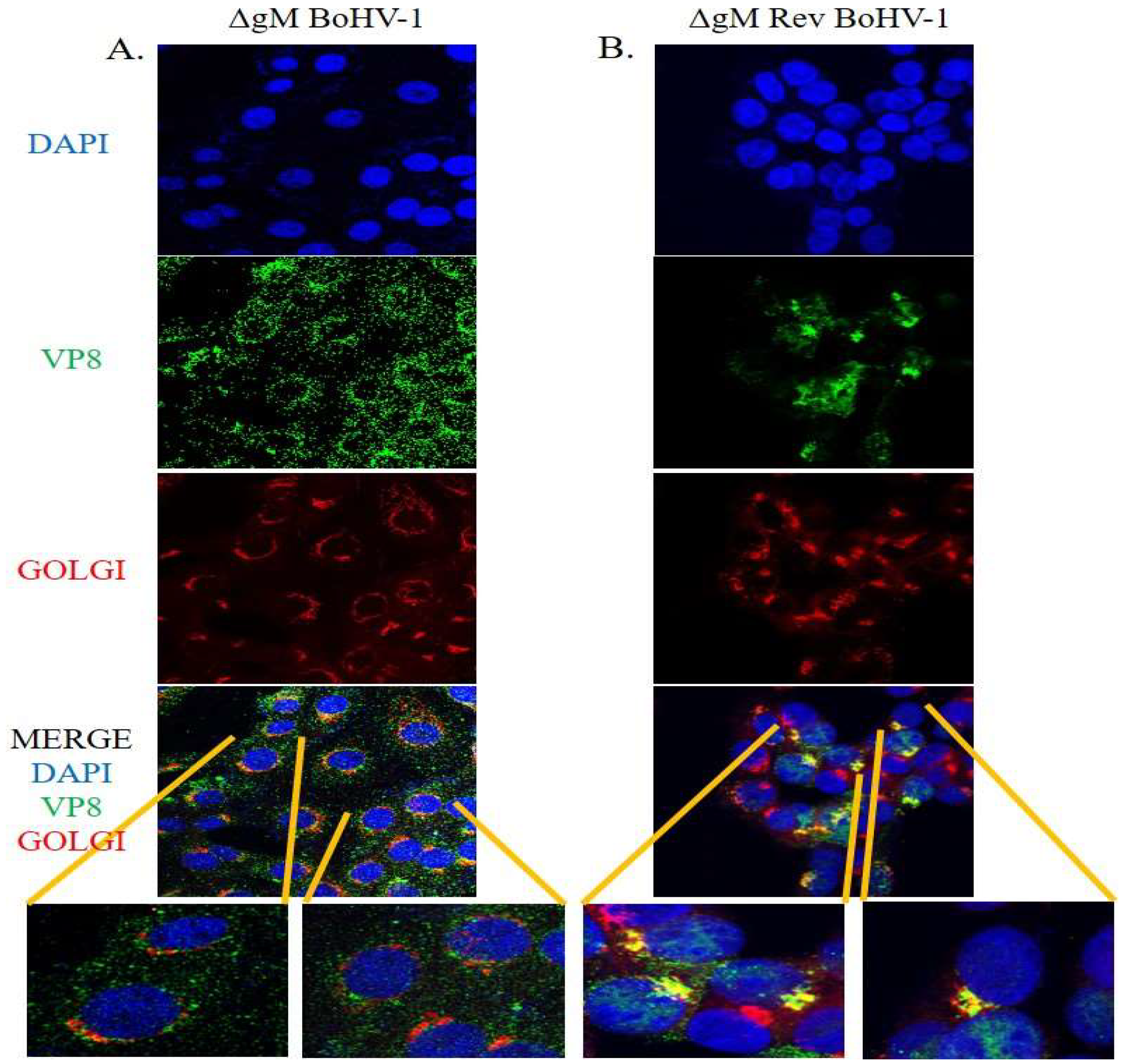 Viruses 14 01985 g011 Viruses 14 01985 g011