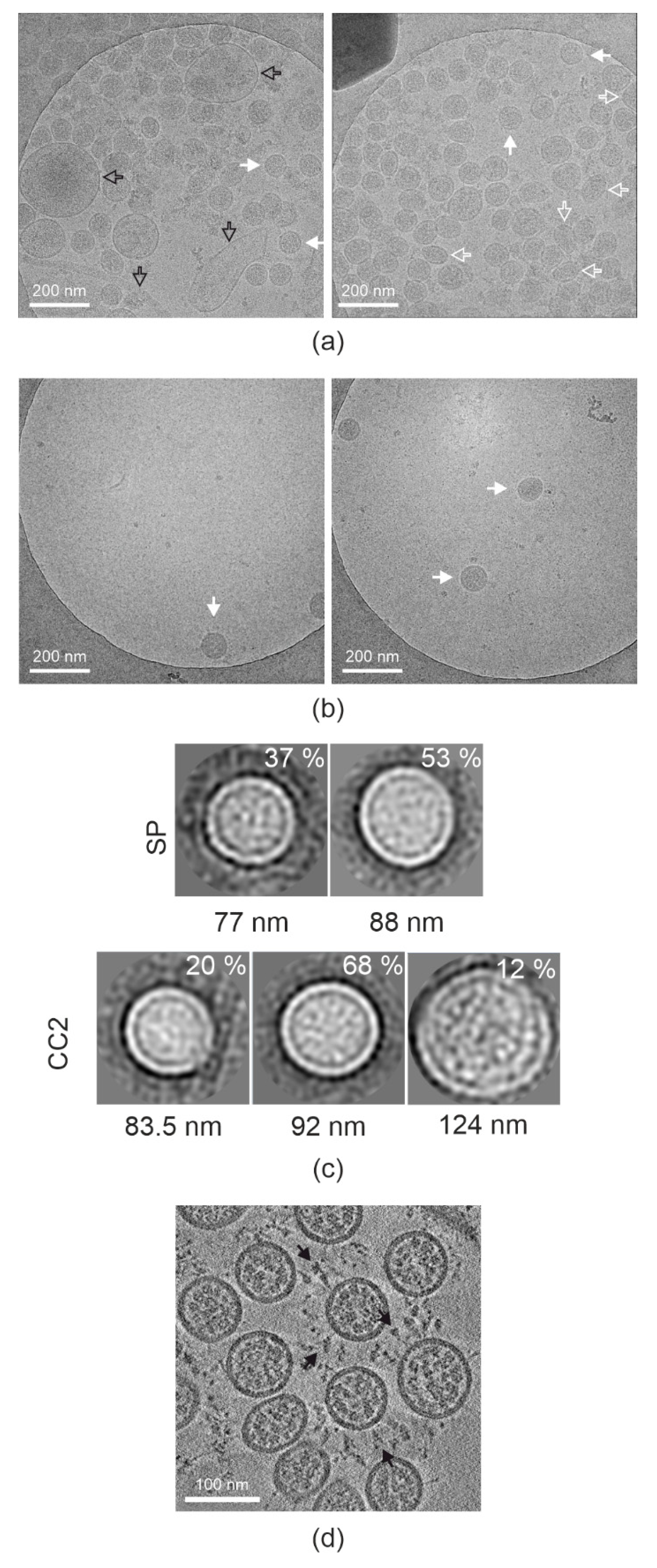 Viruses 14 01989 g003