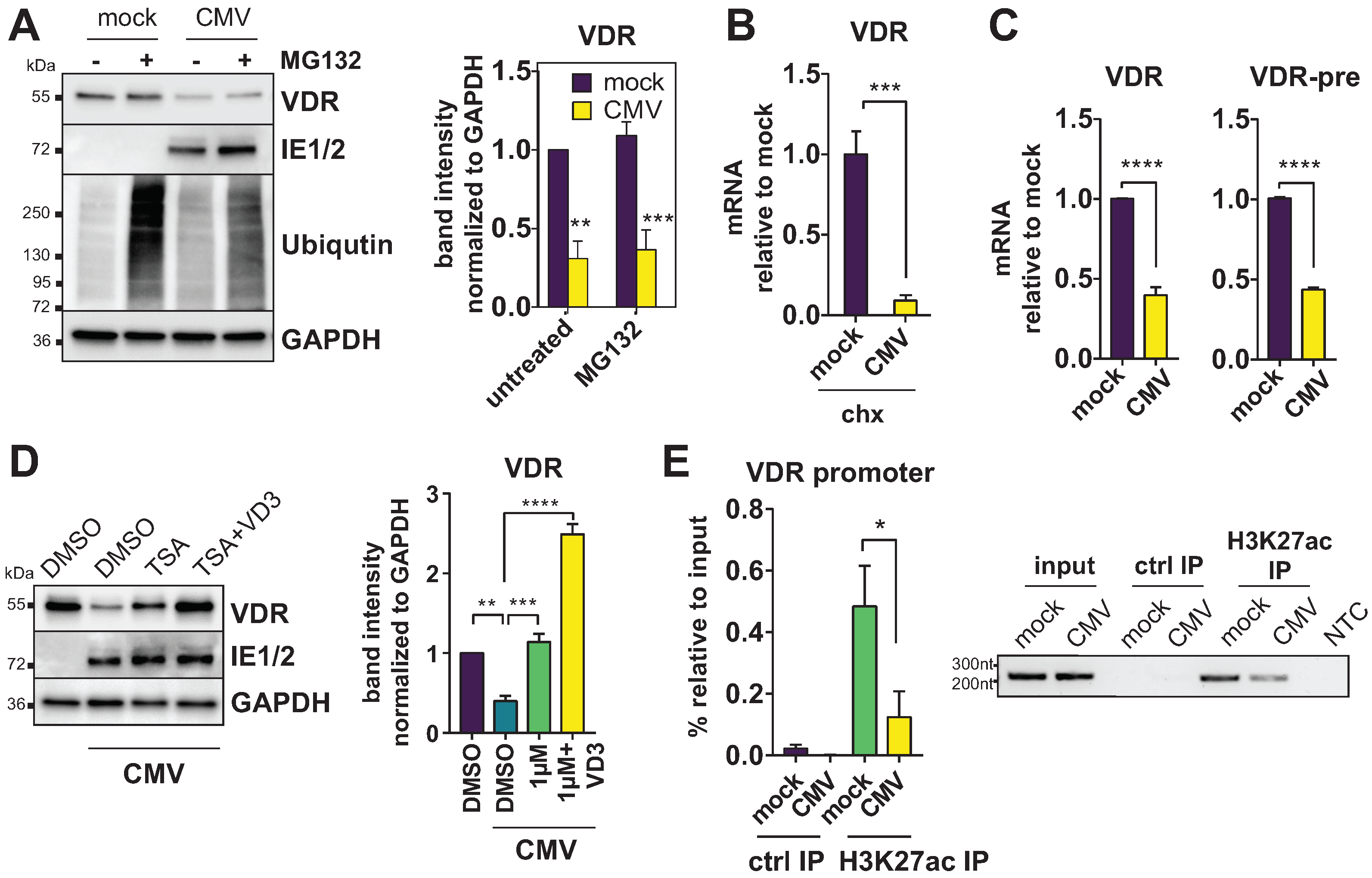 Viruses 14 02004 g001