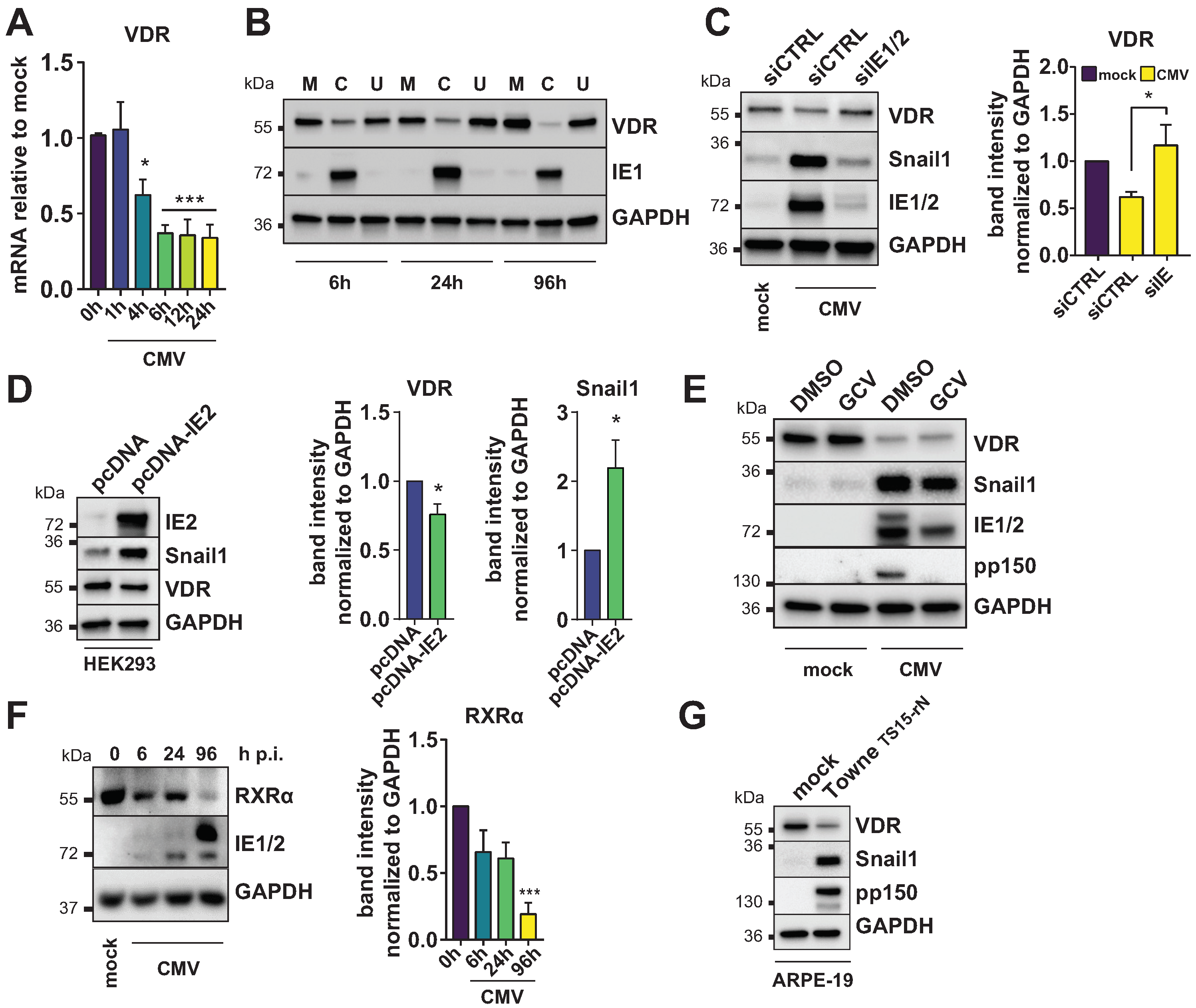 Viruses 14 02004 g003