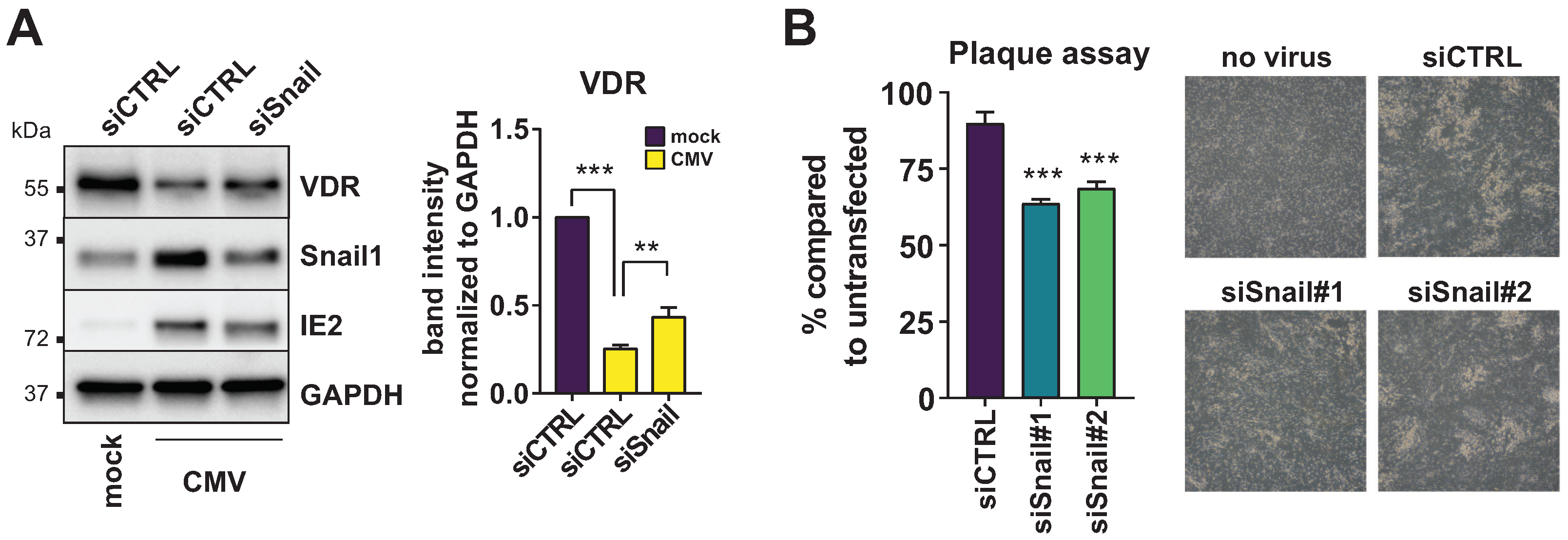 Viruses 14 02004 g005