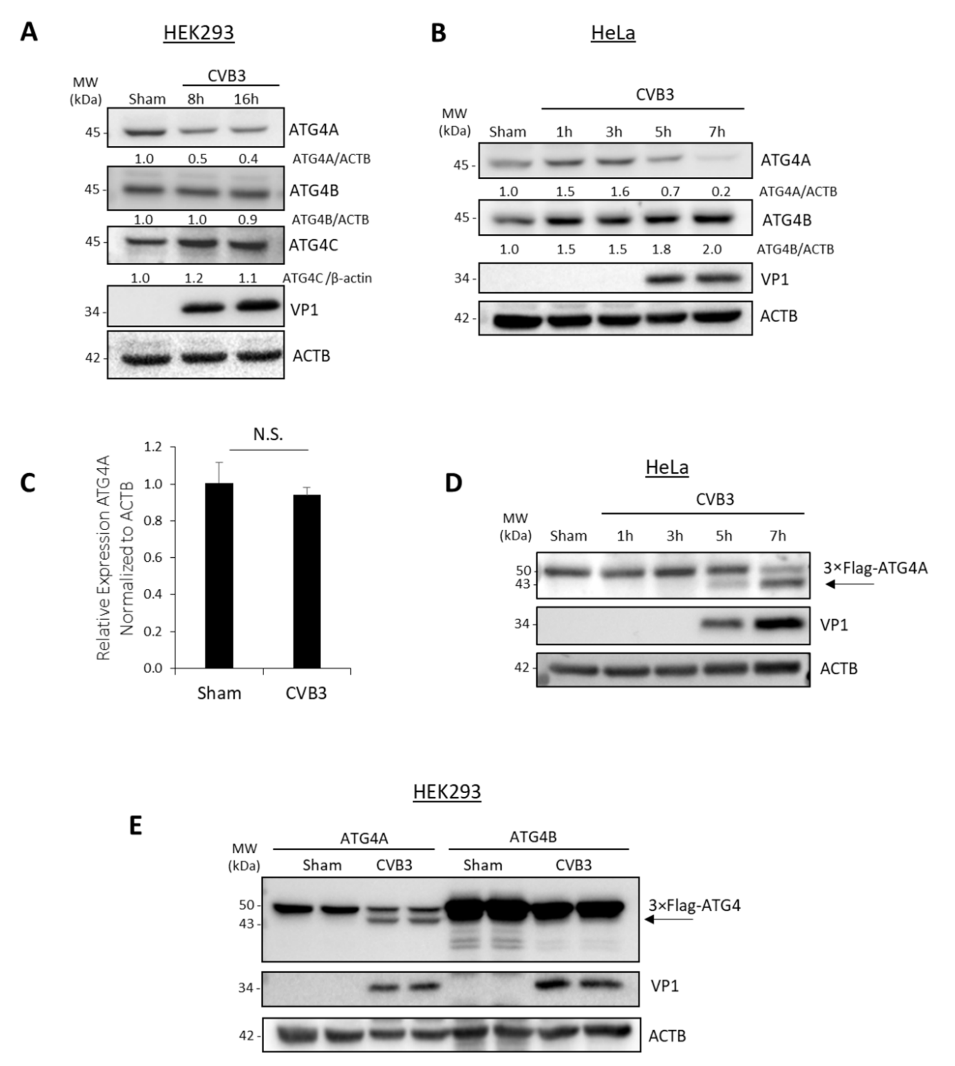 Viruses 14 02026 g001