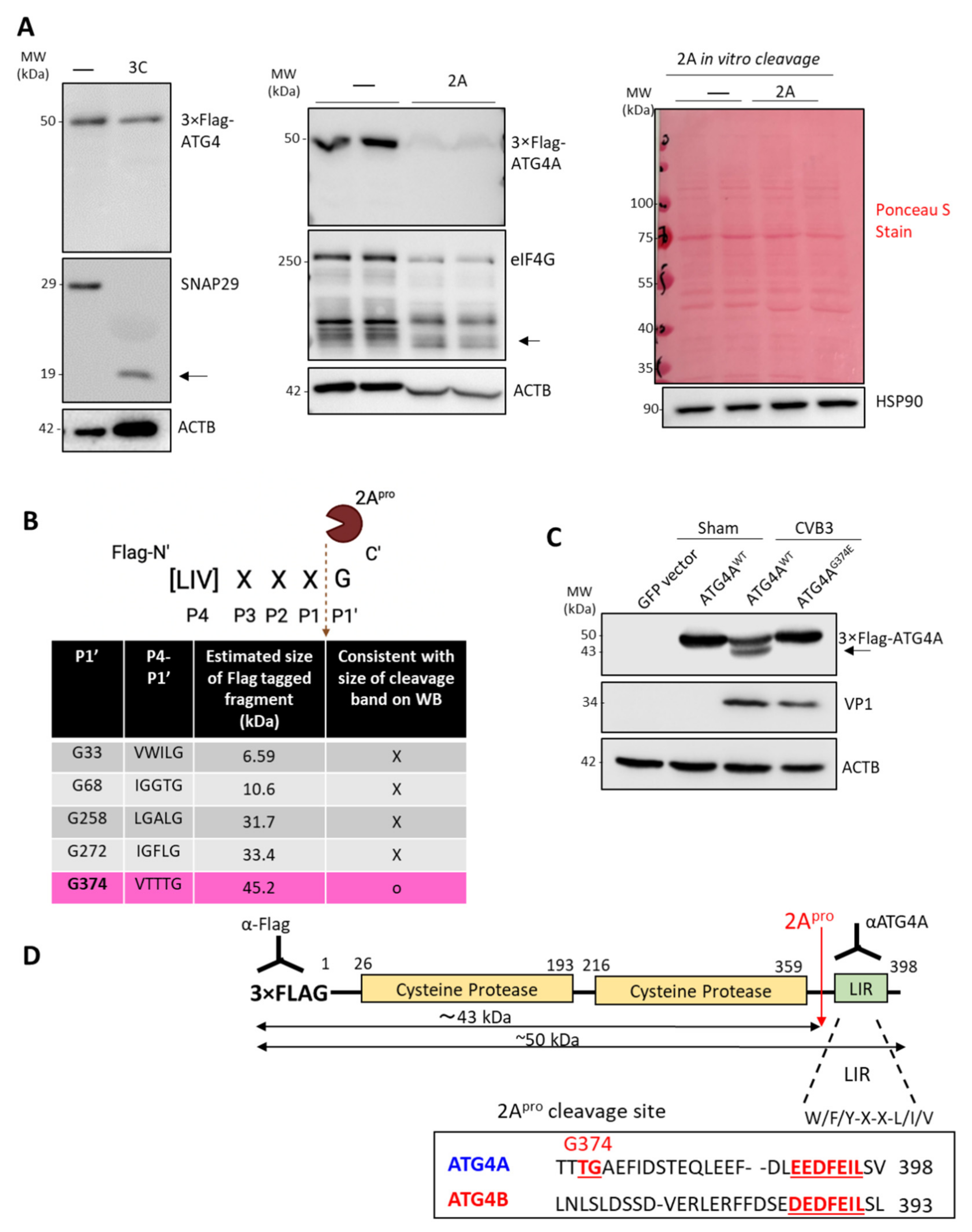 Viruses 14 02026 g002