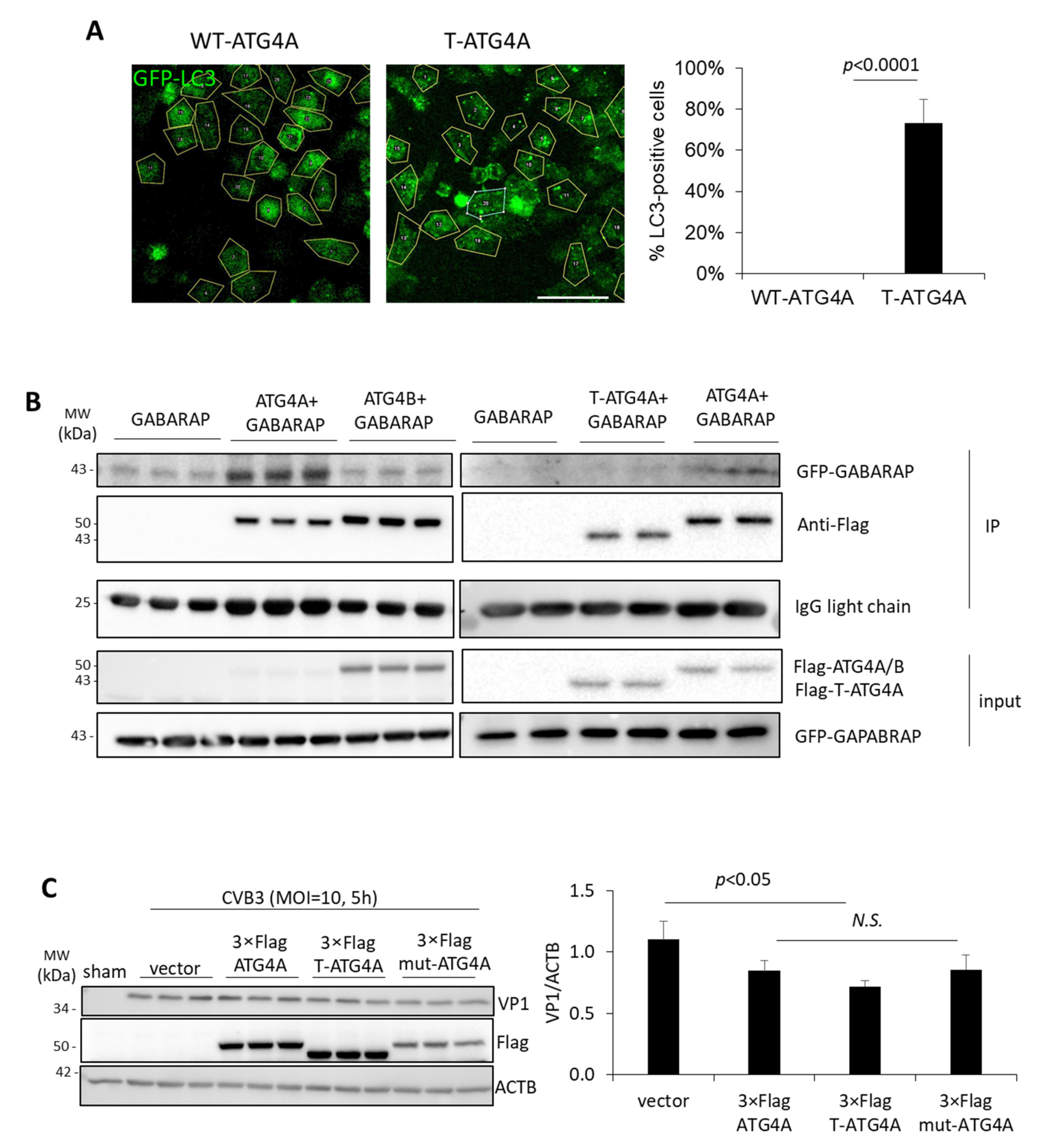 Viruses 14 02026 g004